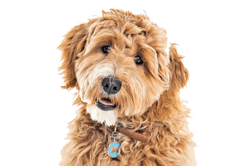Goldendoodle
