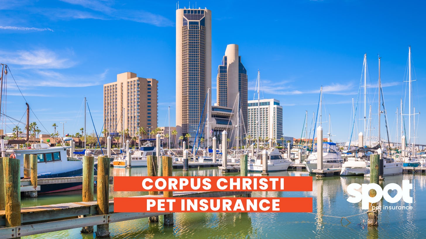 a picture of the city corpus christi behind a marina