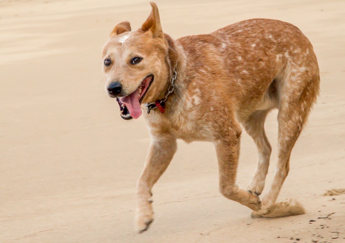 medium breed tan red heeler running on the beach