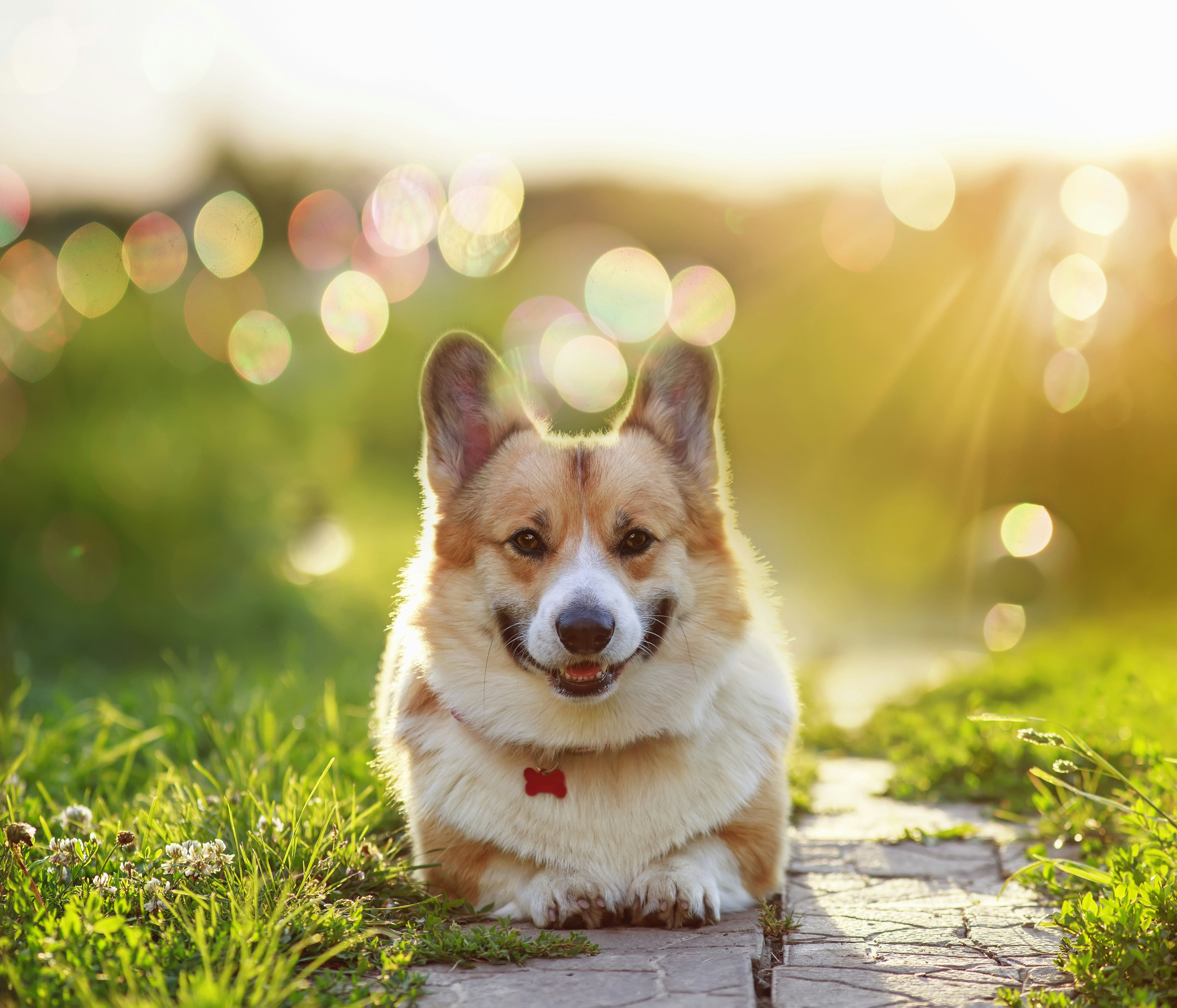 Medium size breed Corgi dog looking directly forward and crouching on footpath set in lush green grassy garden showered in late afternoon sunshine.