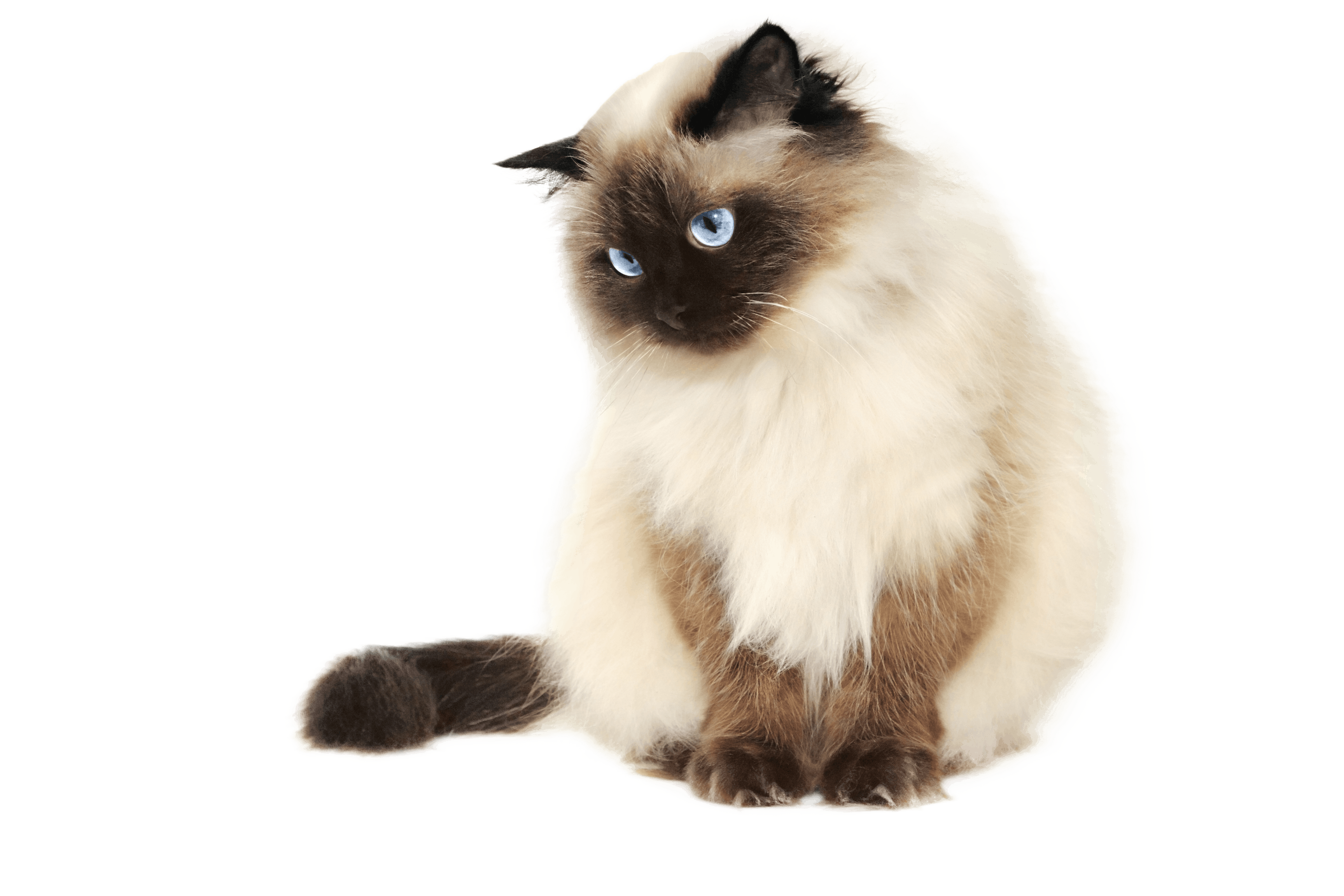 small white and black himalayan cat