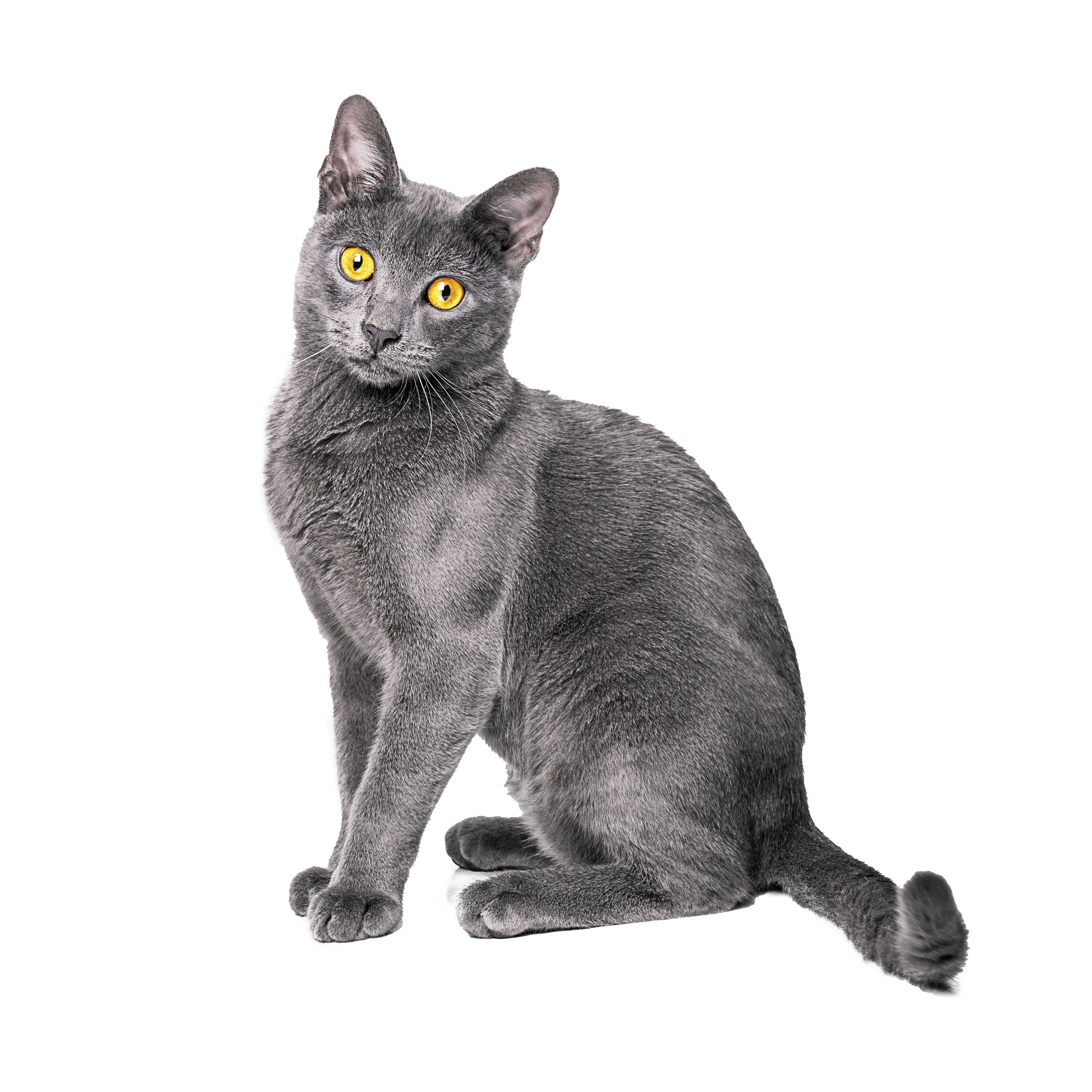 Gray Burmese cat sitting