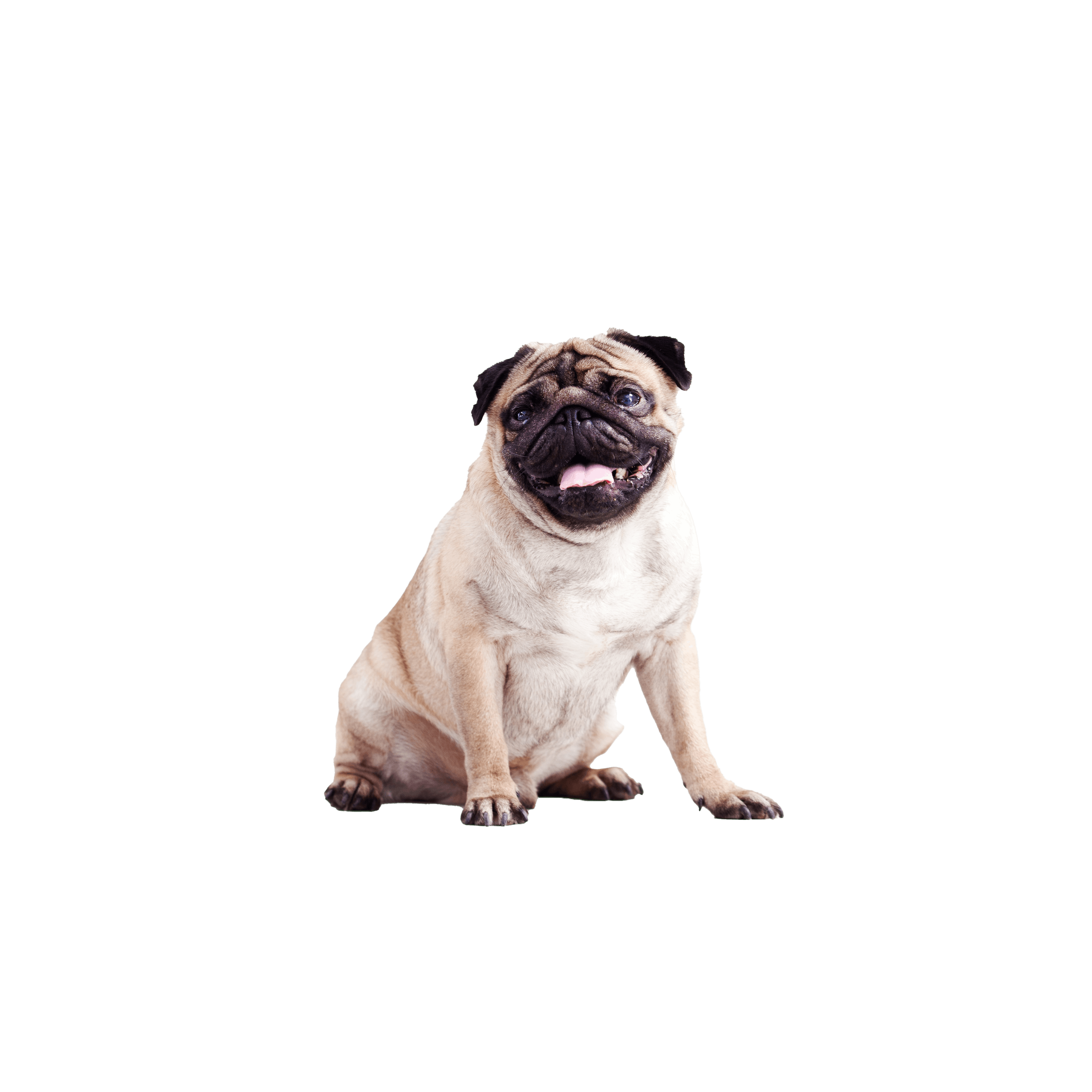 Small white pug sitting