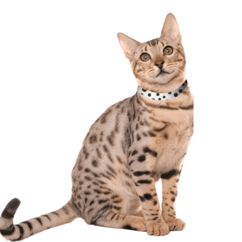 Cat with a collar