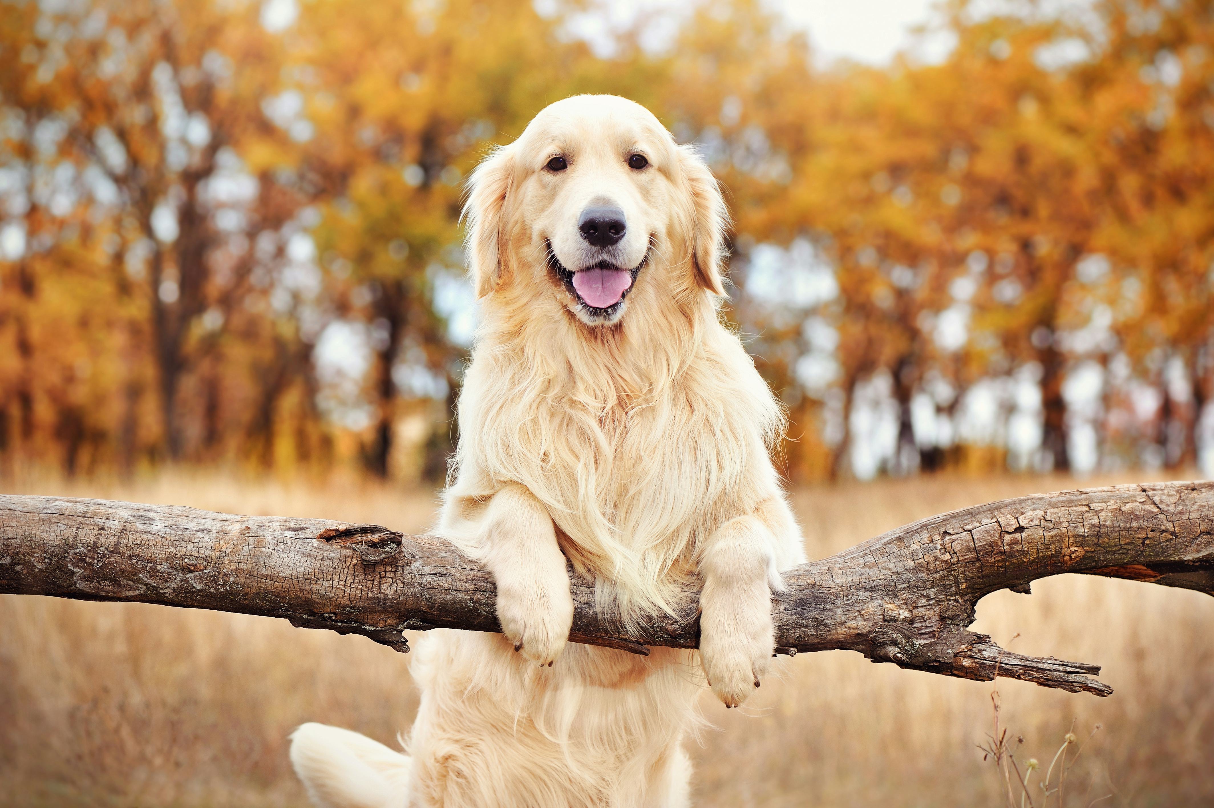 Large breed, golden retriever hanging on a branch
