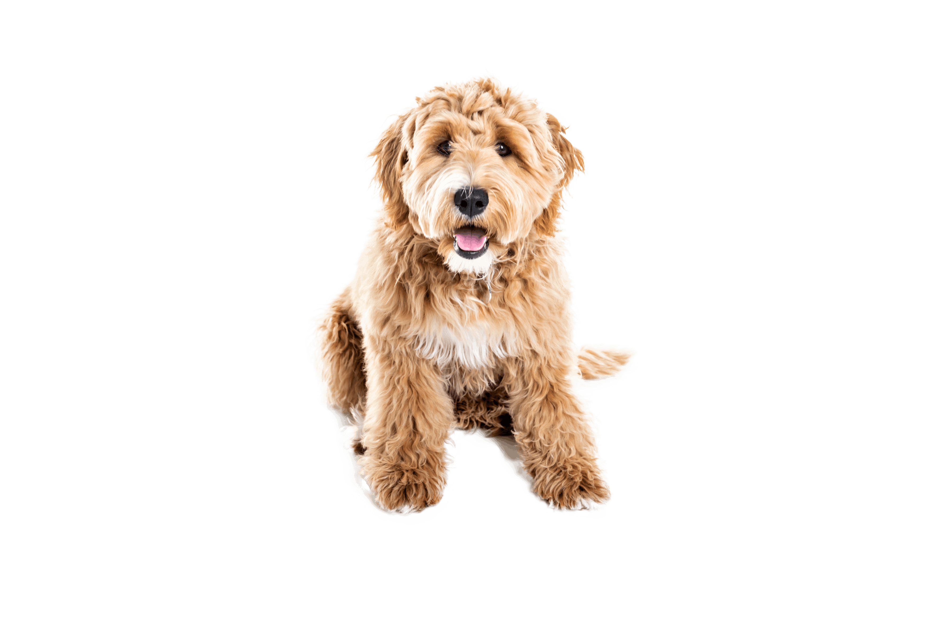medium goldendoodle sitting