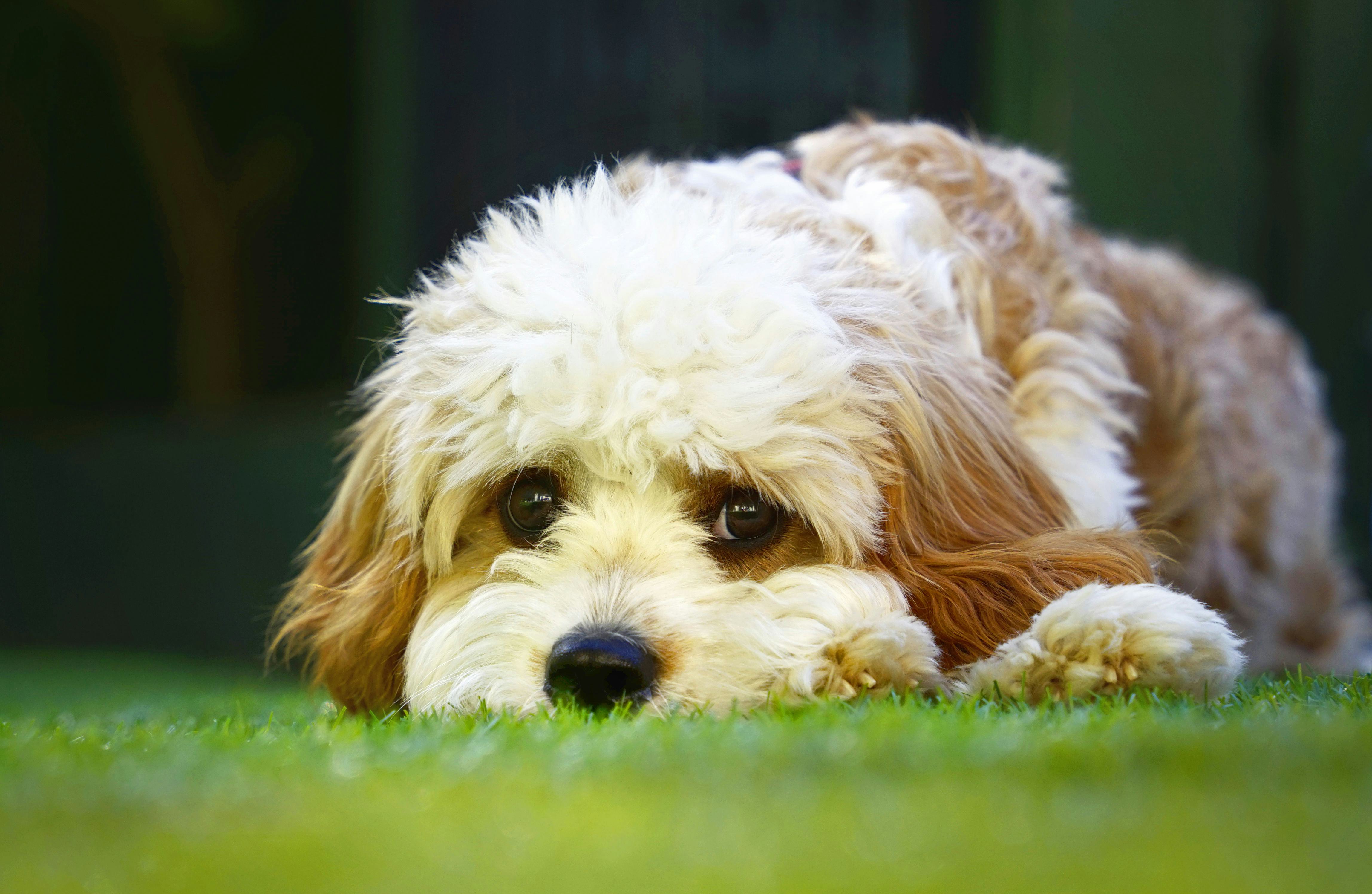 Red, brown, and chestnut small breed cavapoo dog laying on short green grass peering over paws looking directly forward.