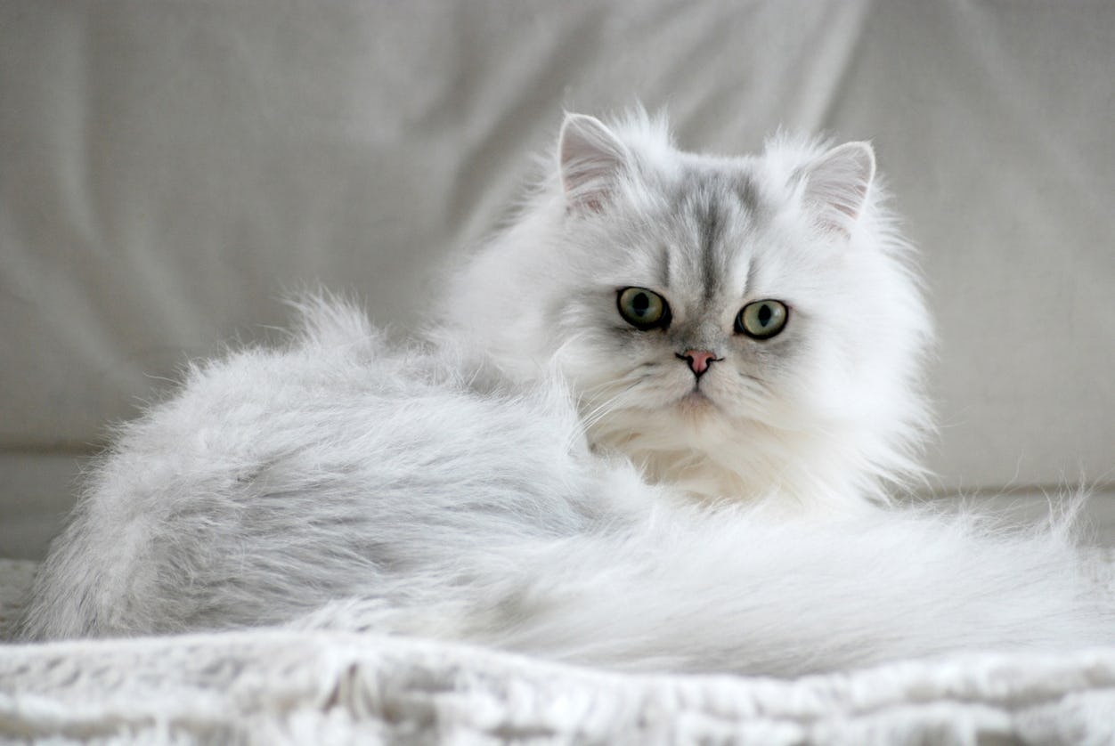Small breed, white and grey fluffy Persian cat laying on a pillow