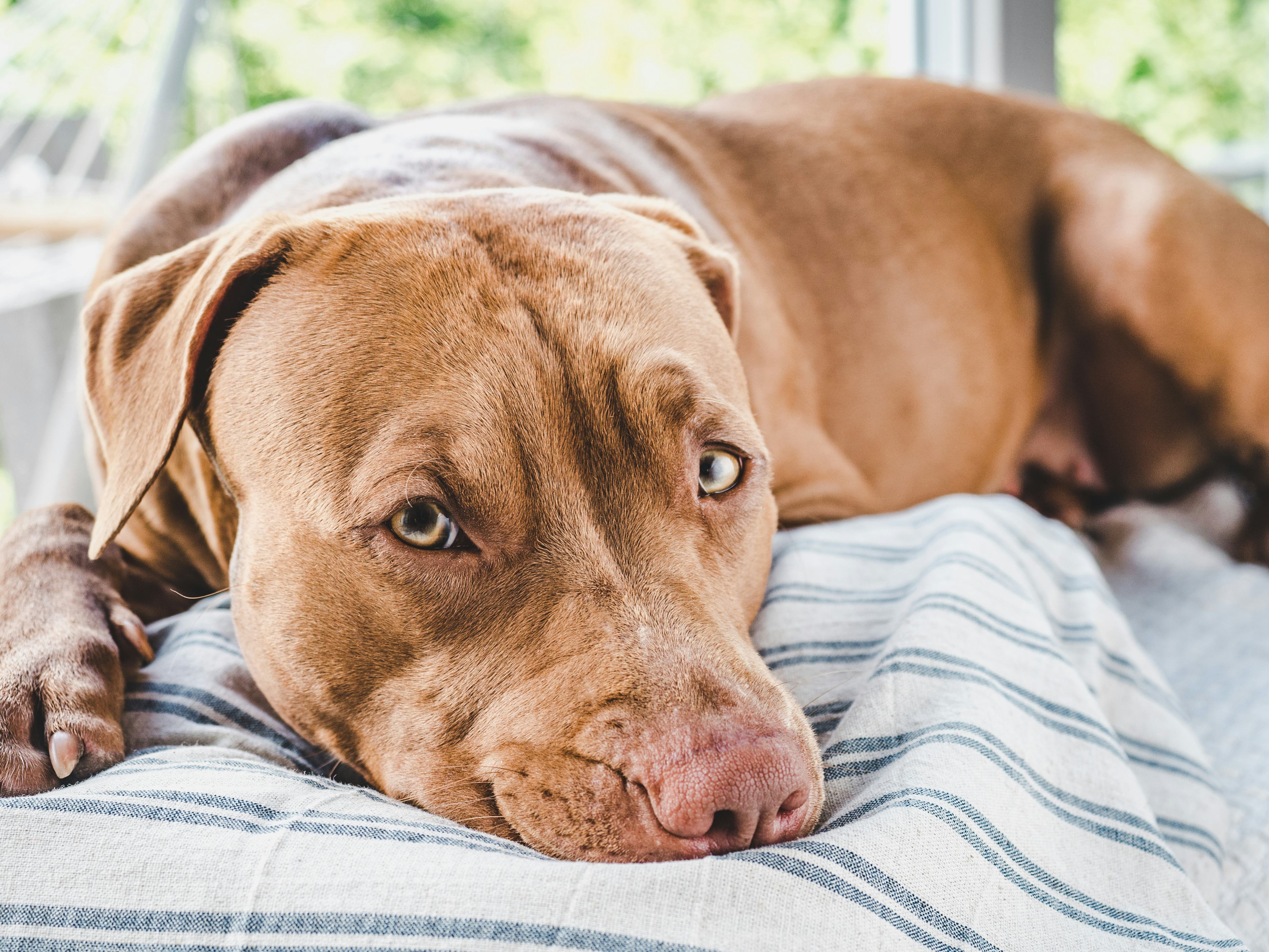 Medium breed light brown coat pitbull laying on a dog bed