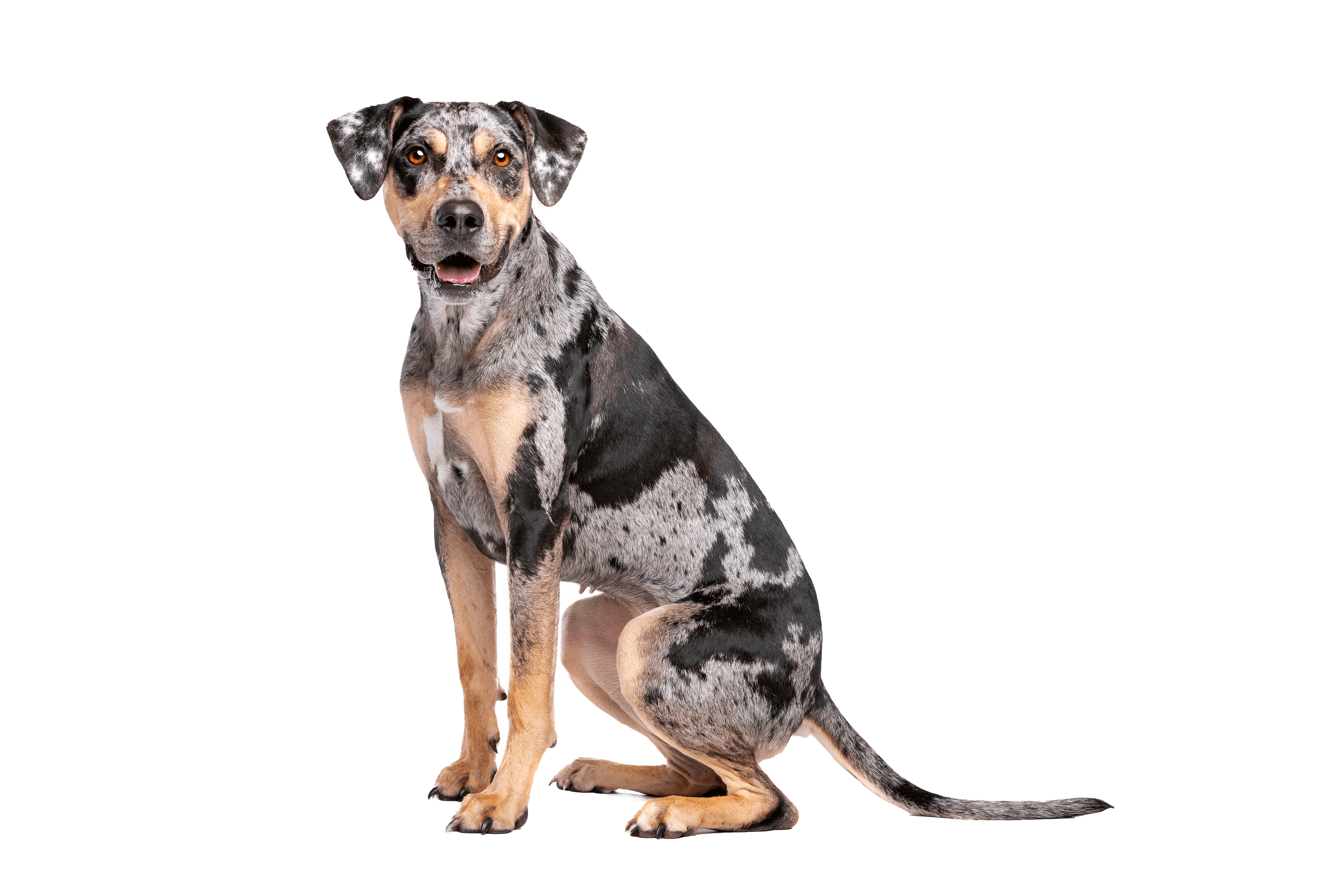 medium brown black and grey Catahoula