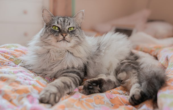 small breed, furry grey white and black Main coon laying on a bed
