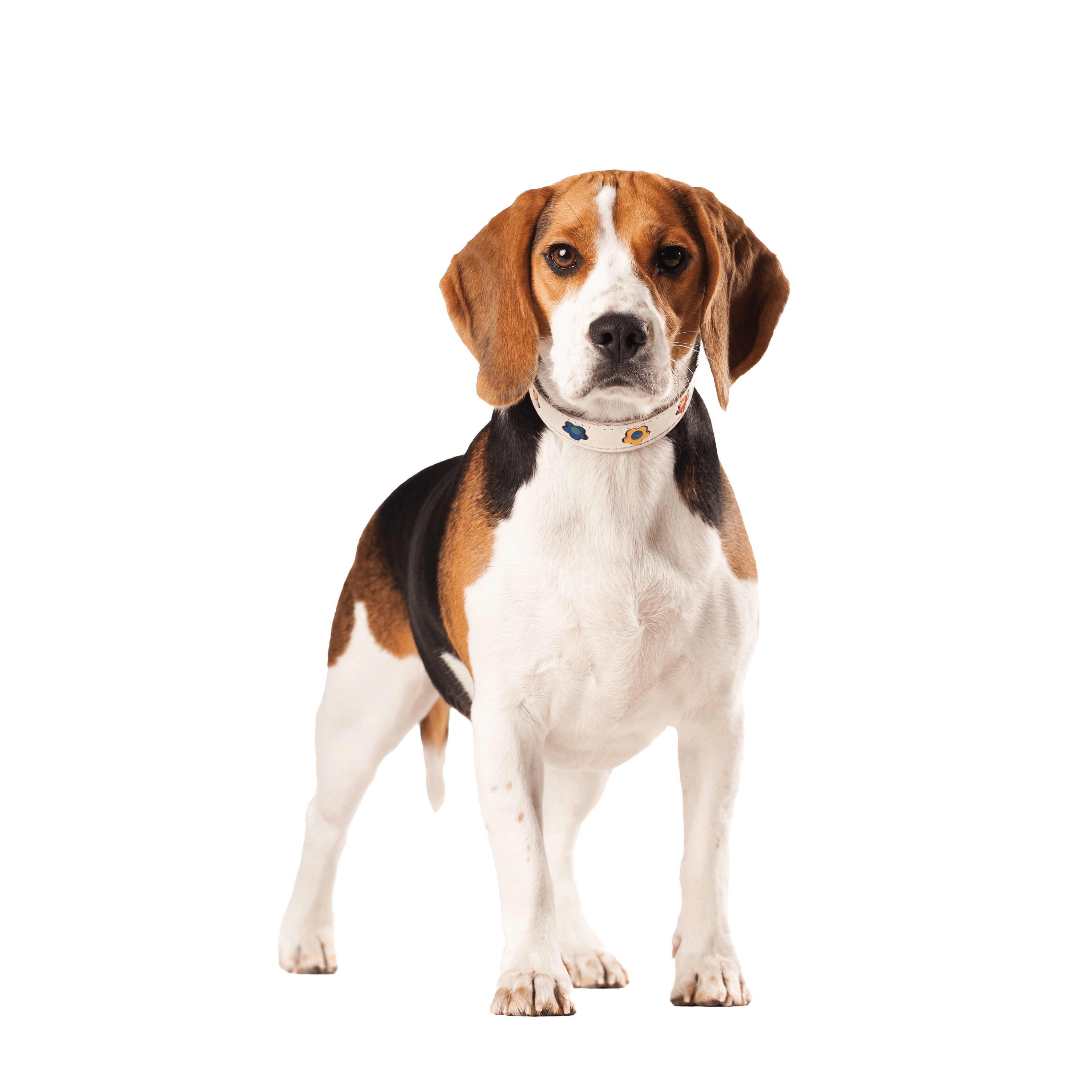 white brown and black beagle