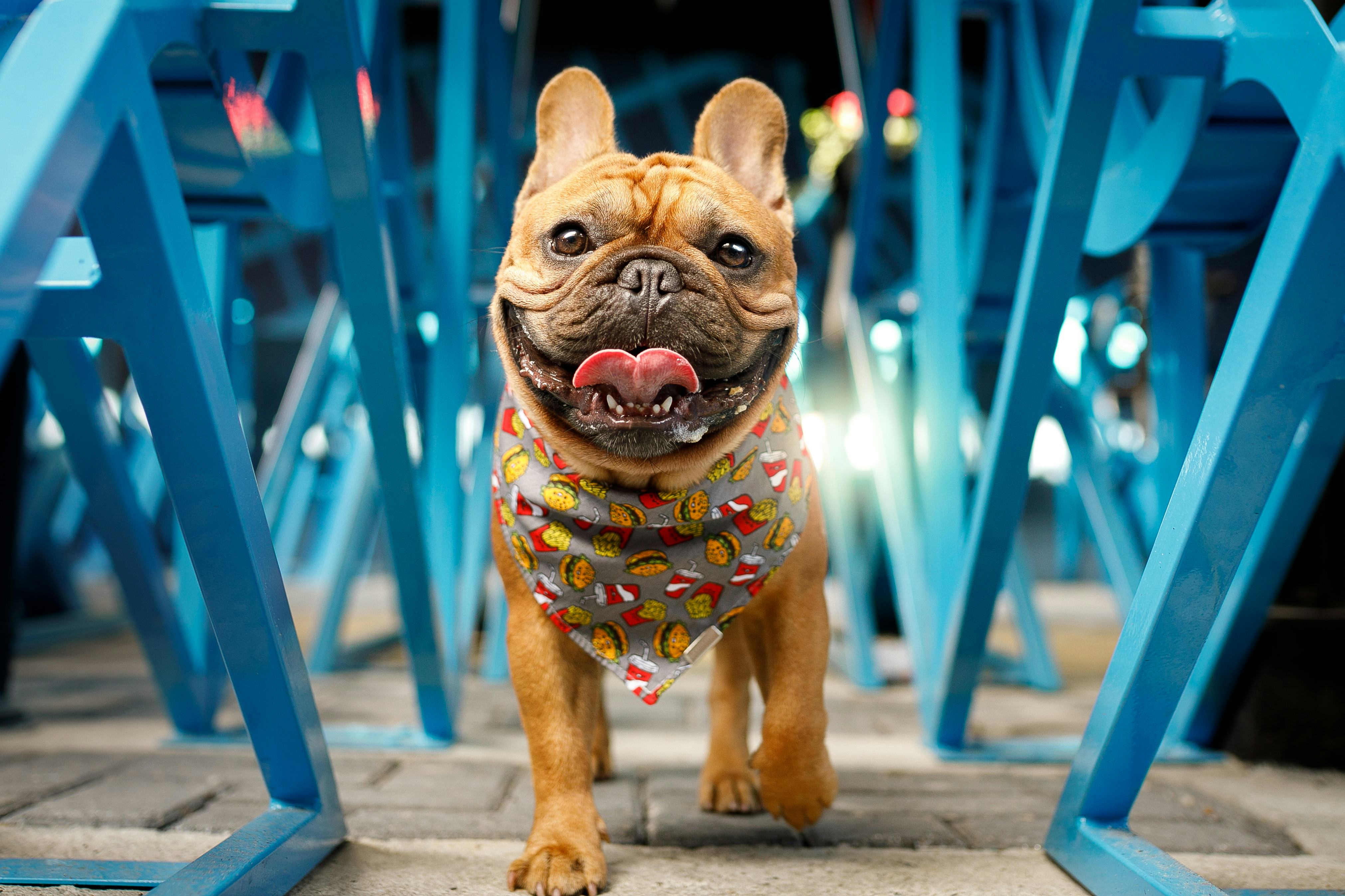 short tan french bulldog walking down the street