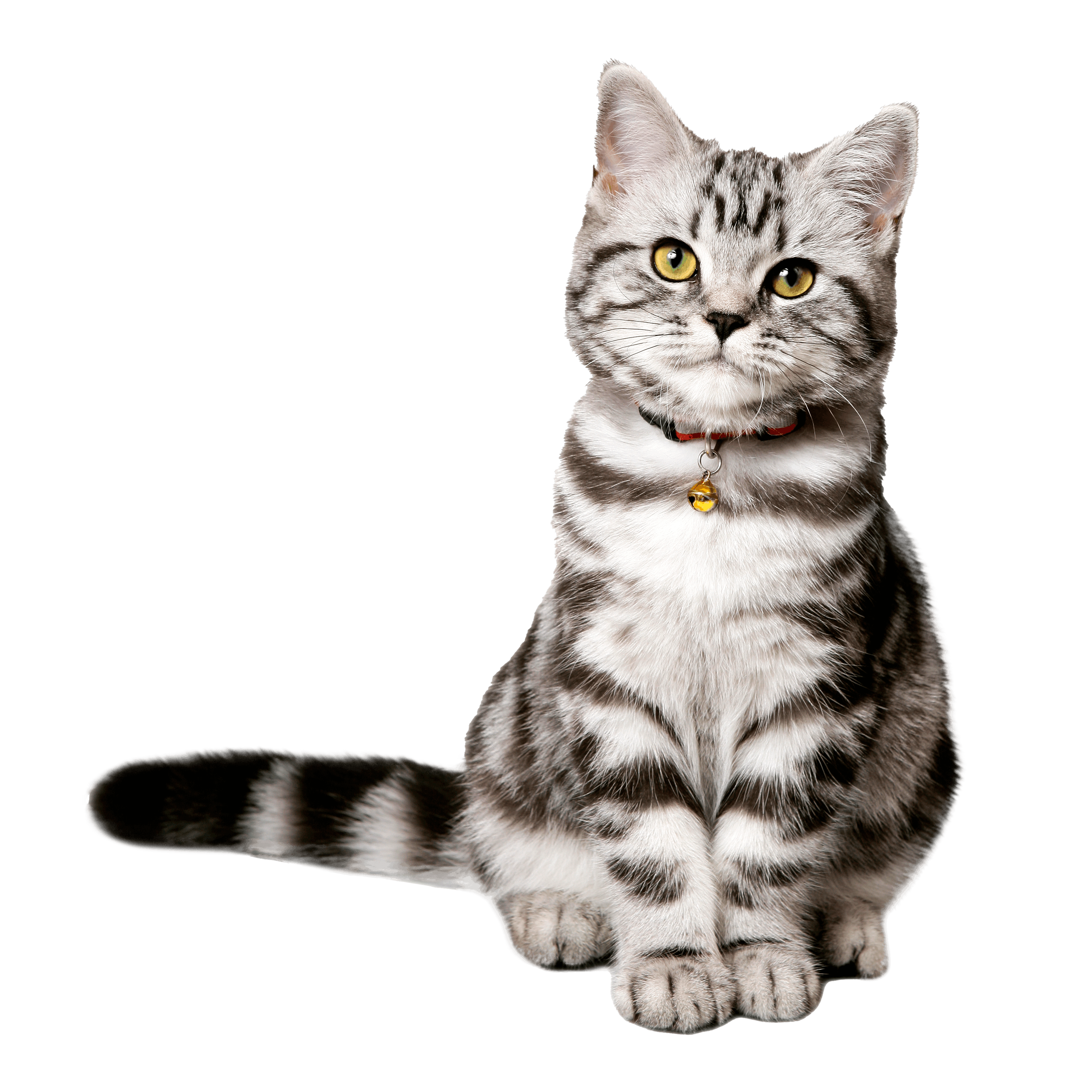 short black and white american shorthair sitting