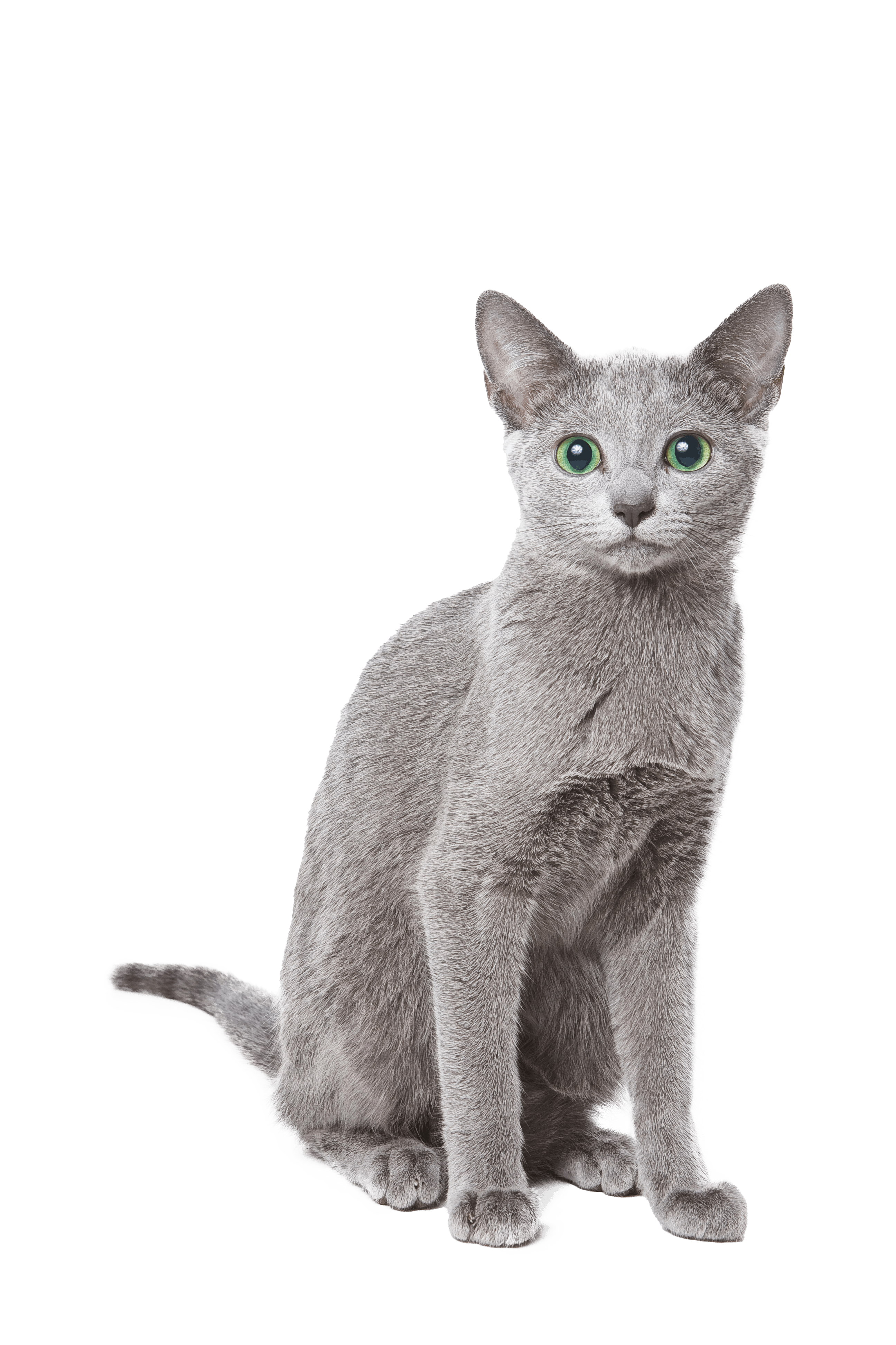small grey russian blue cat