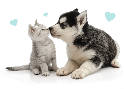 A dog and cat touching their noses together surrounded by hearts