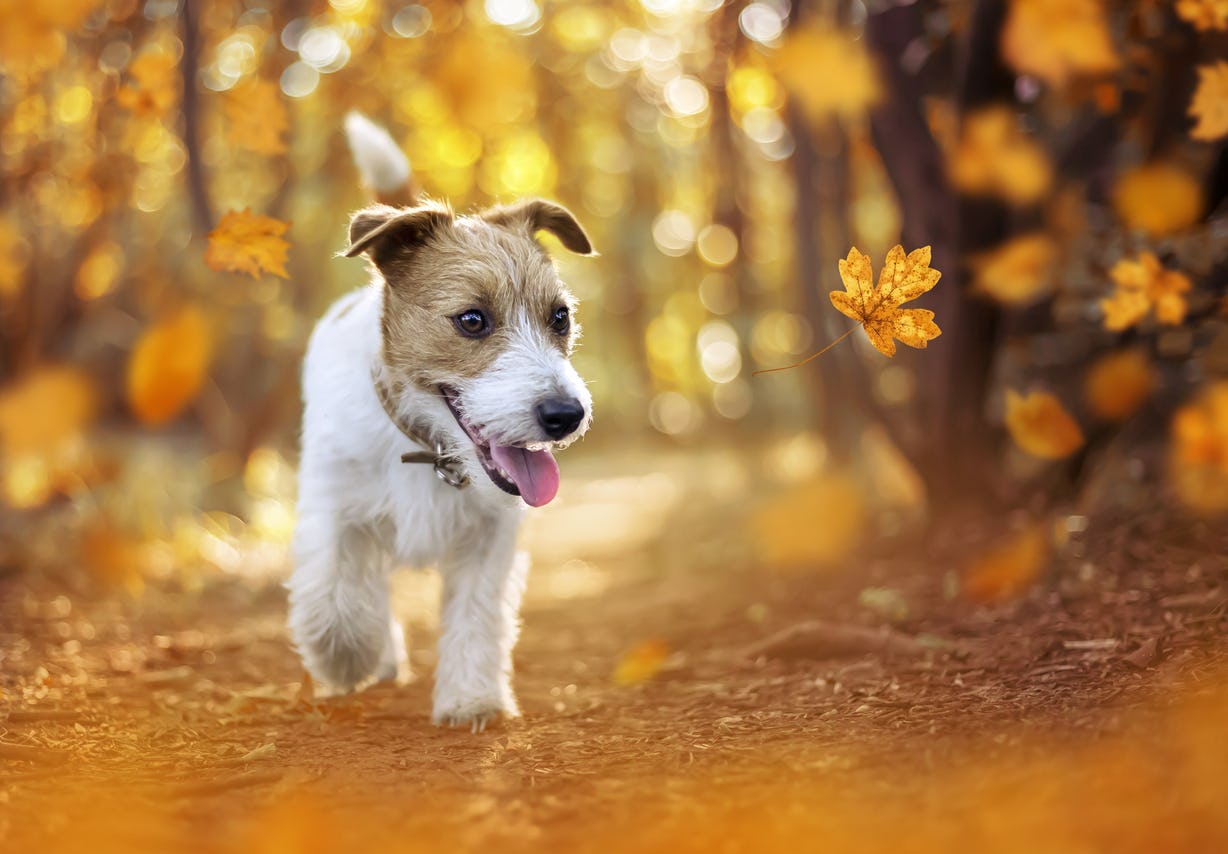 Tan white small breed terrier walking through fall leaves
