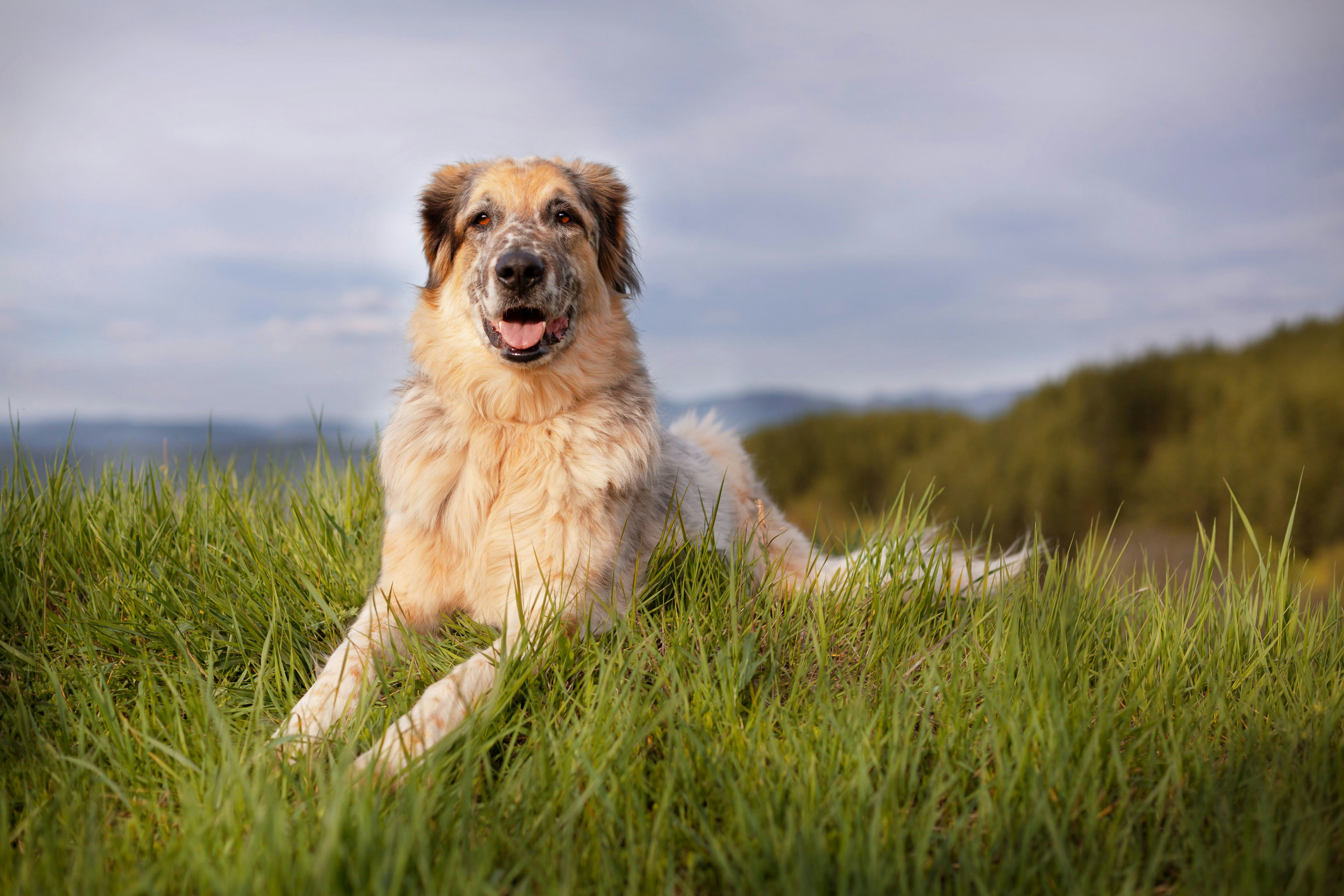 Blonde, large breed Anatolian shepherd dog laying on hilltop in green grass looking directly forward.