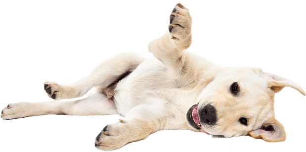 yellow lab laying down