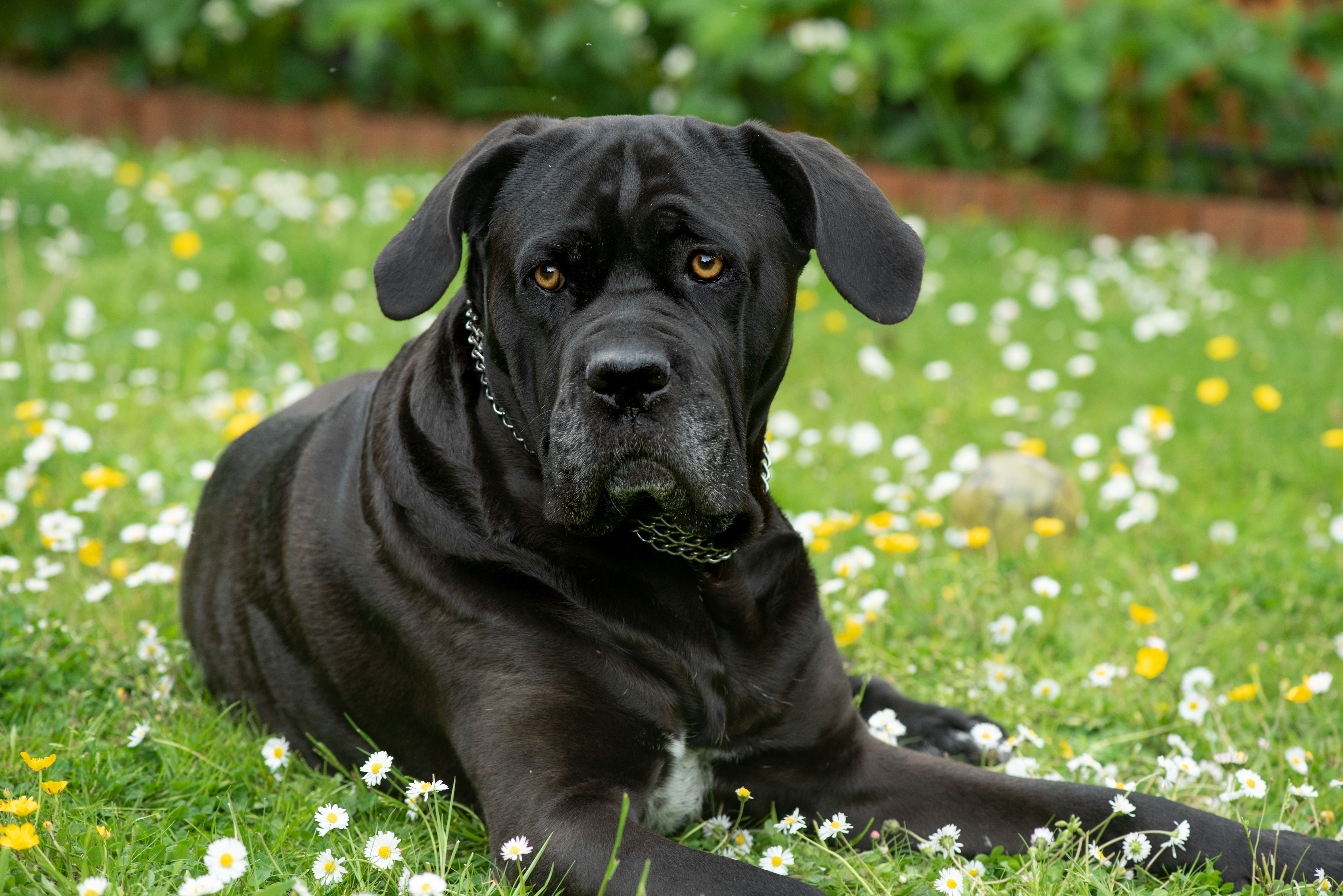 Large Breed, Black cane corso dog laying on the grass