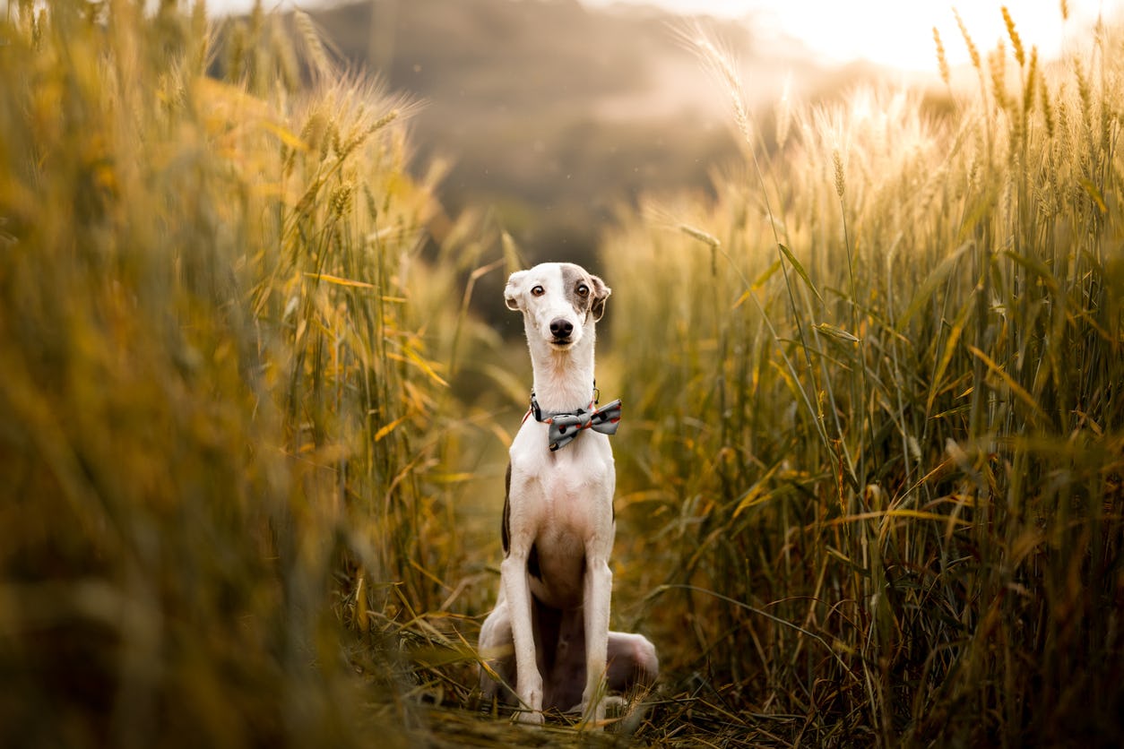 Tall breed white whippet sitting in a wheat field