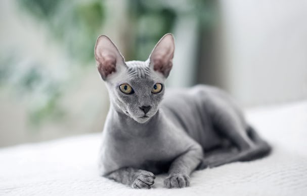 Small breed, grey sphynx cat laying on a bed 