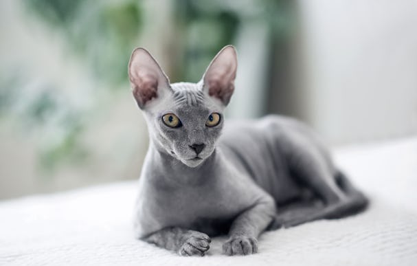 Small breed, grey sphynx cat laying on a bed