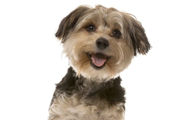 small tan and black yorki sitting