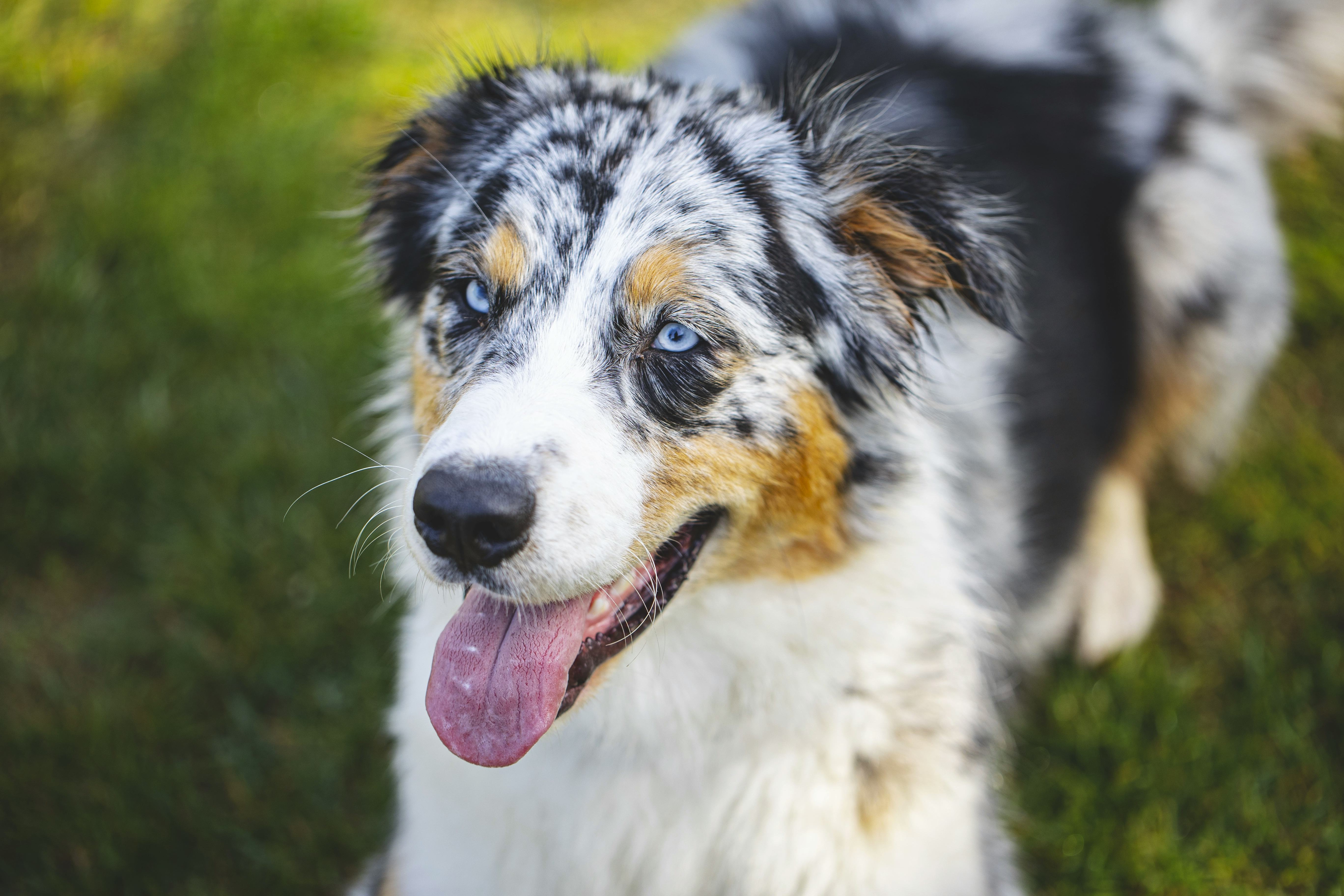 Medium breed, aussie shepherd with white and black coat and brown spots laying on the grass