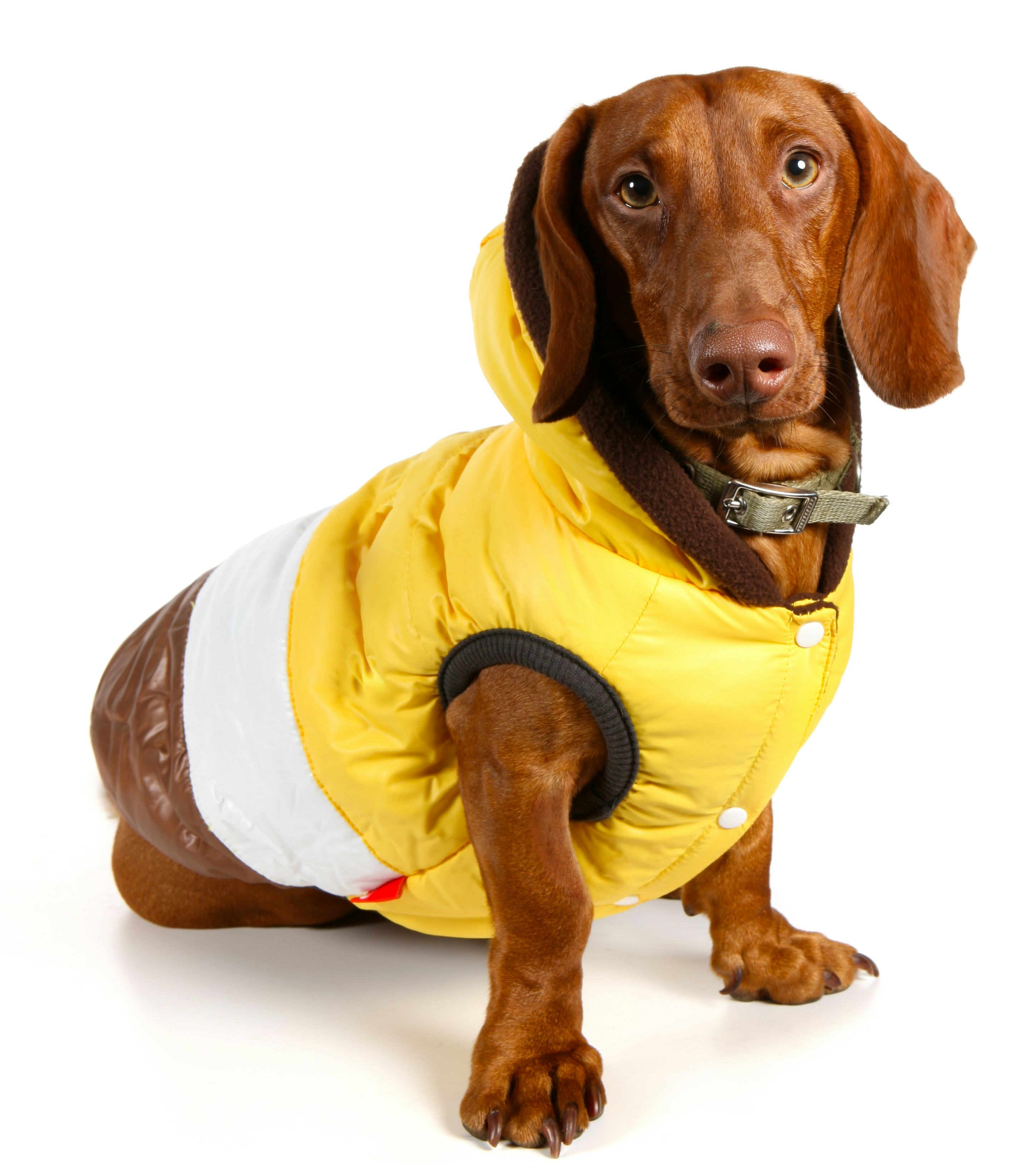 dog sitting in a yellow and white jacket