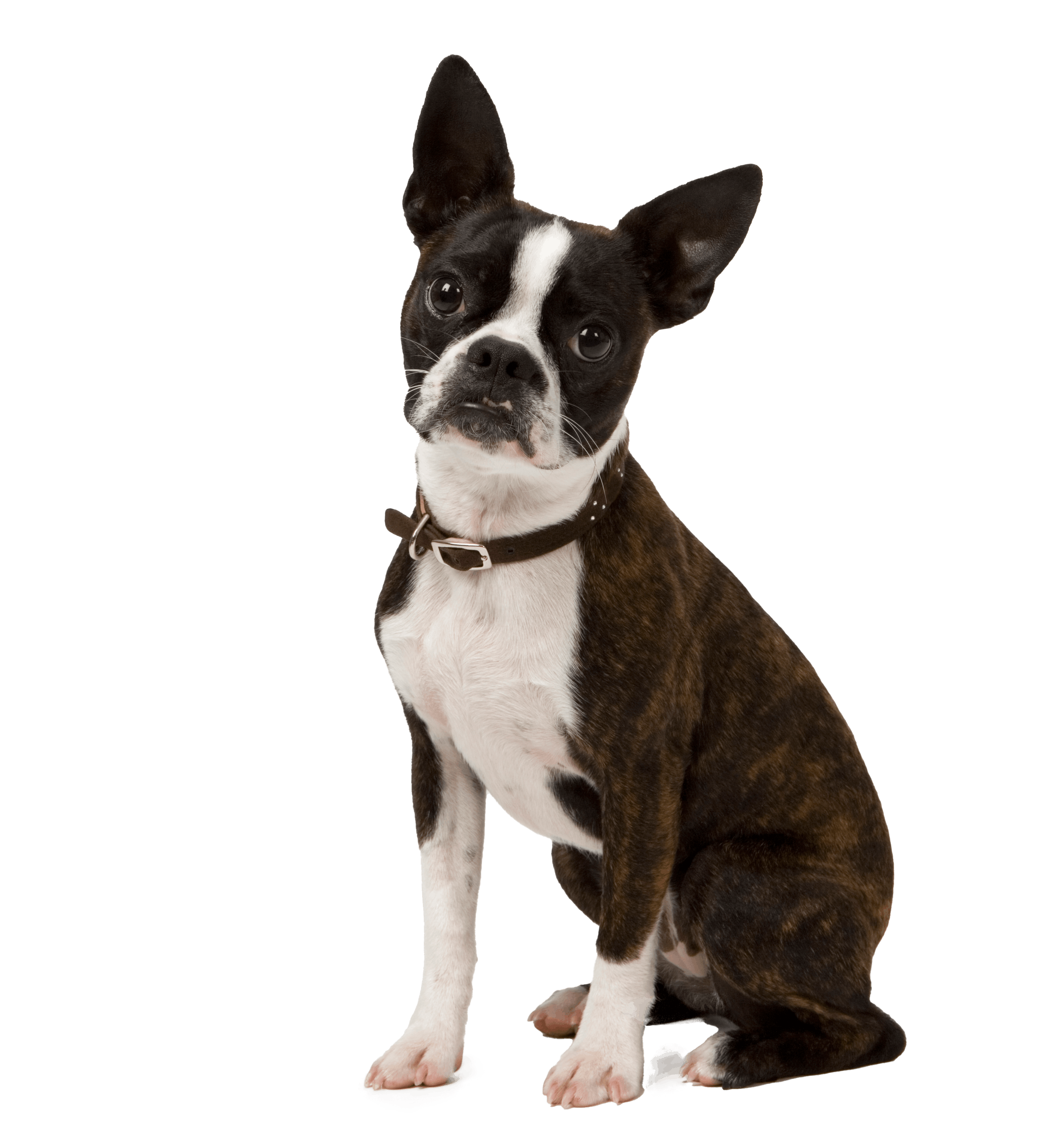 Small black and white Boston terrier sitting