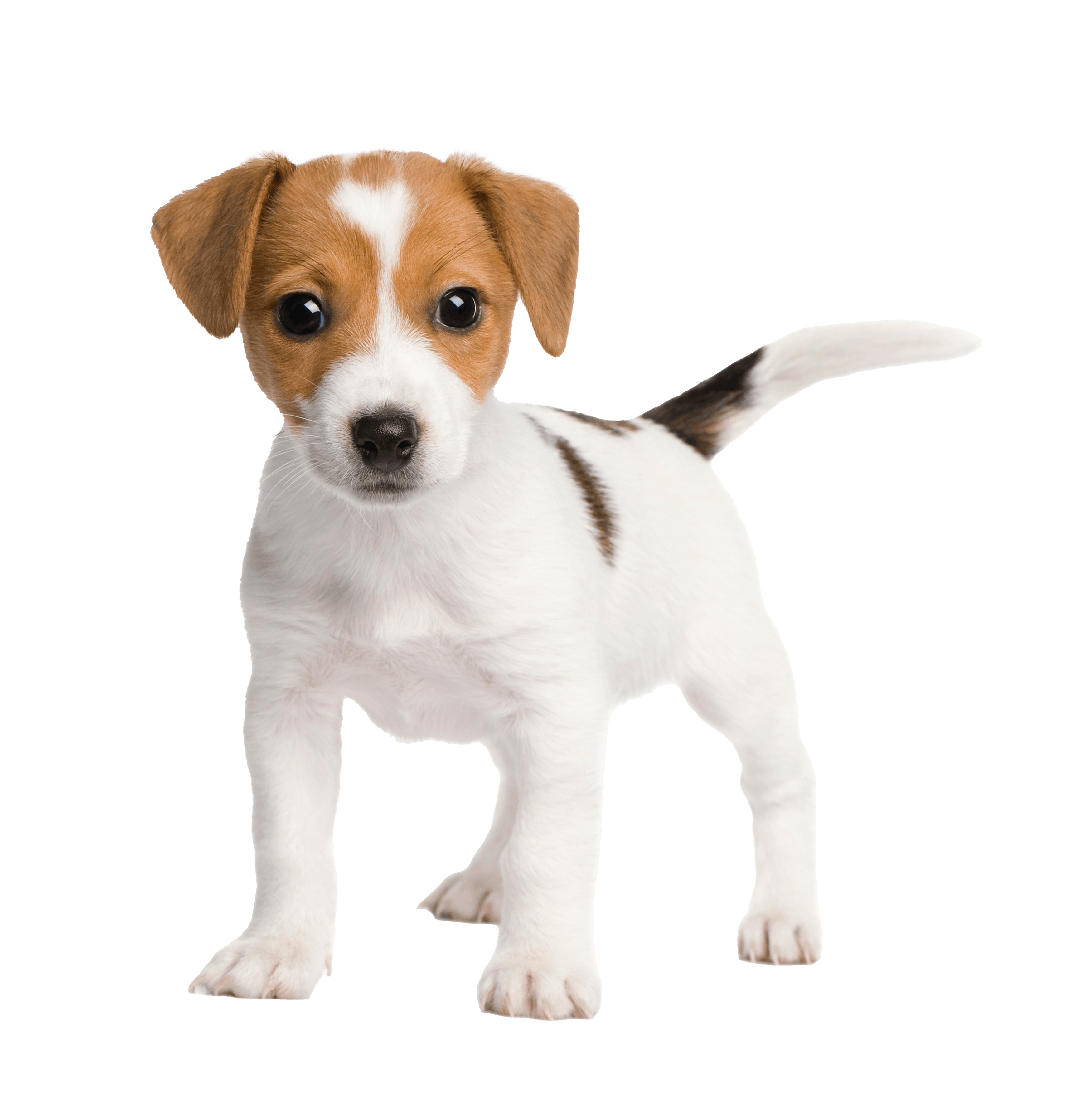 Small white and brown jack russell puppy