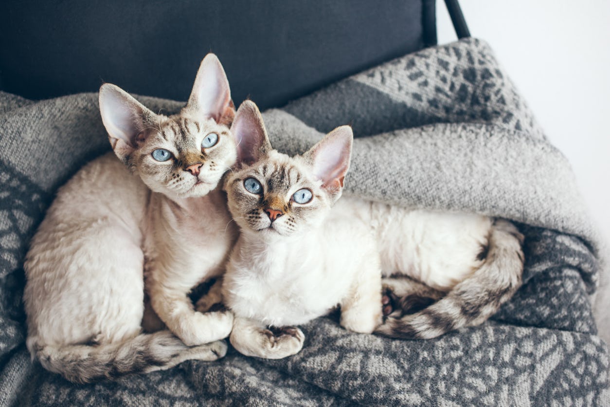 small breed, white devon rex laying on a blanket