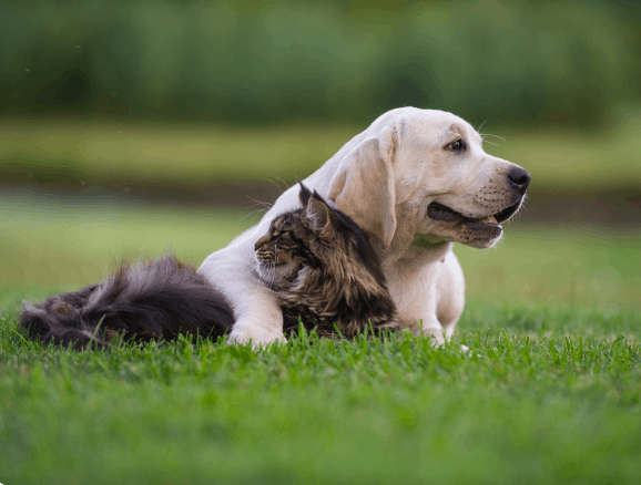 Yellow lab and cat lying down in grass
