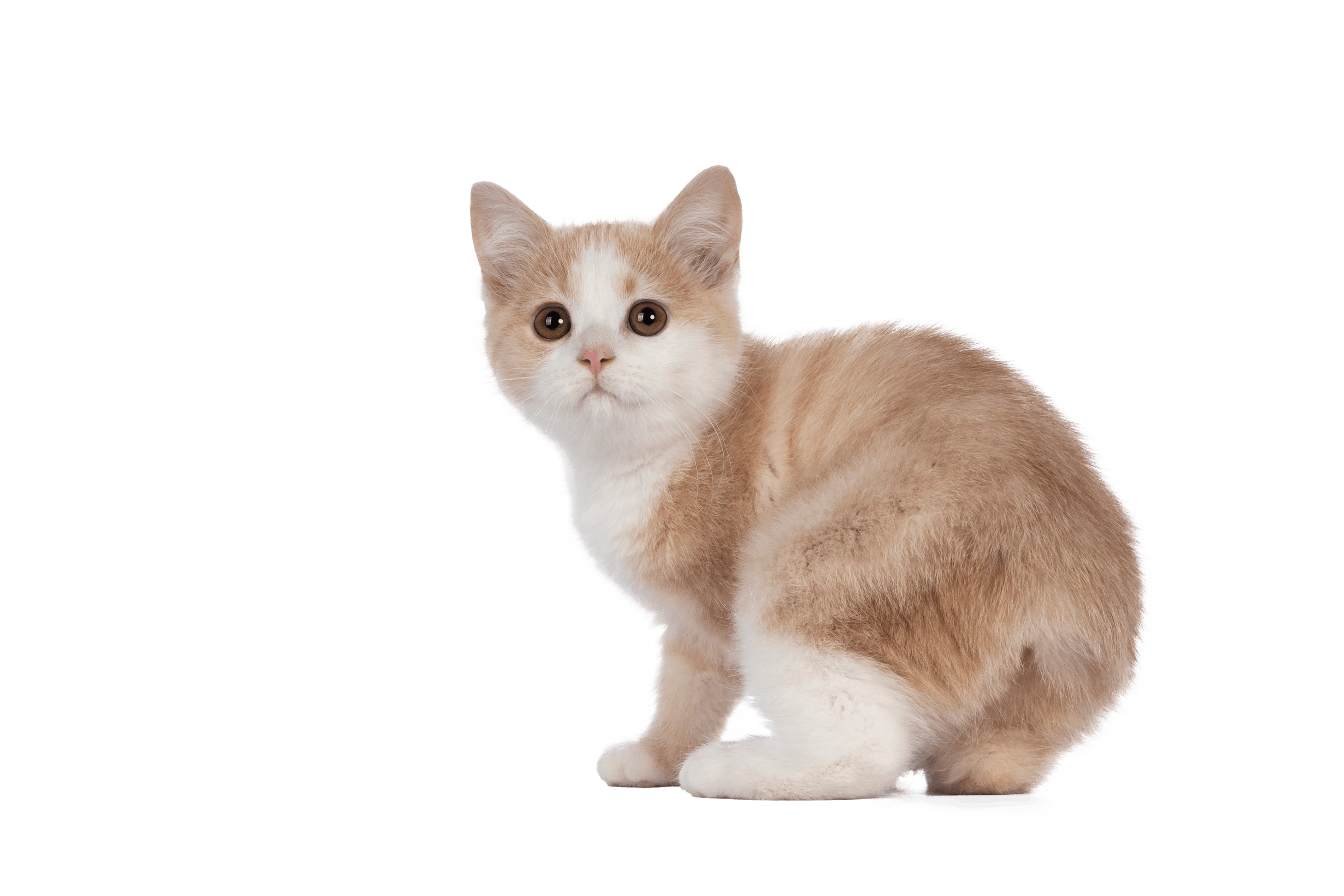 small white and orange manx cat