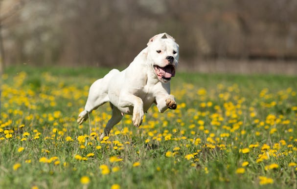 Medium Breed all white Dogo Argentino running through a field of daisies