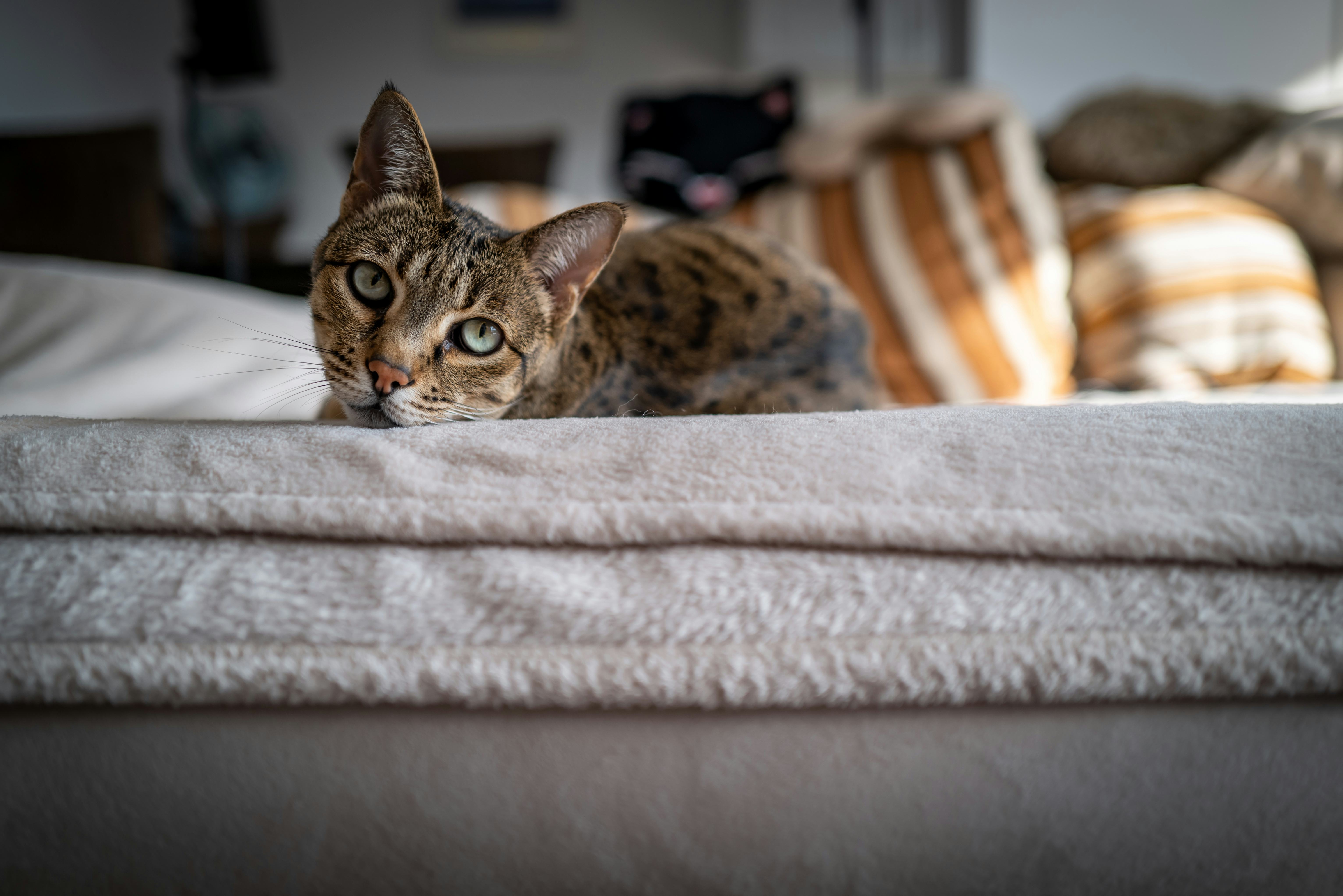 small breed tan and black spotted savannah cat laying on a bed