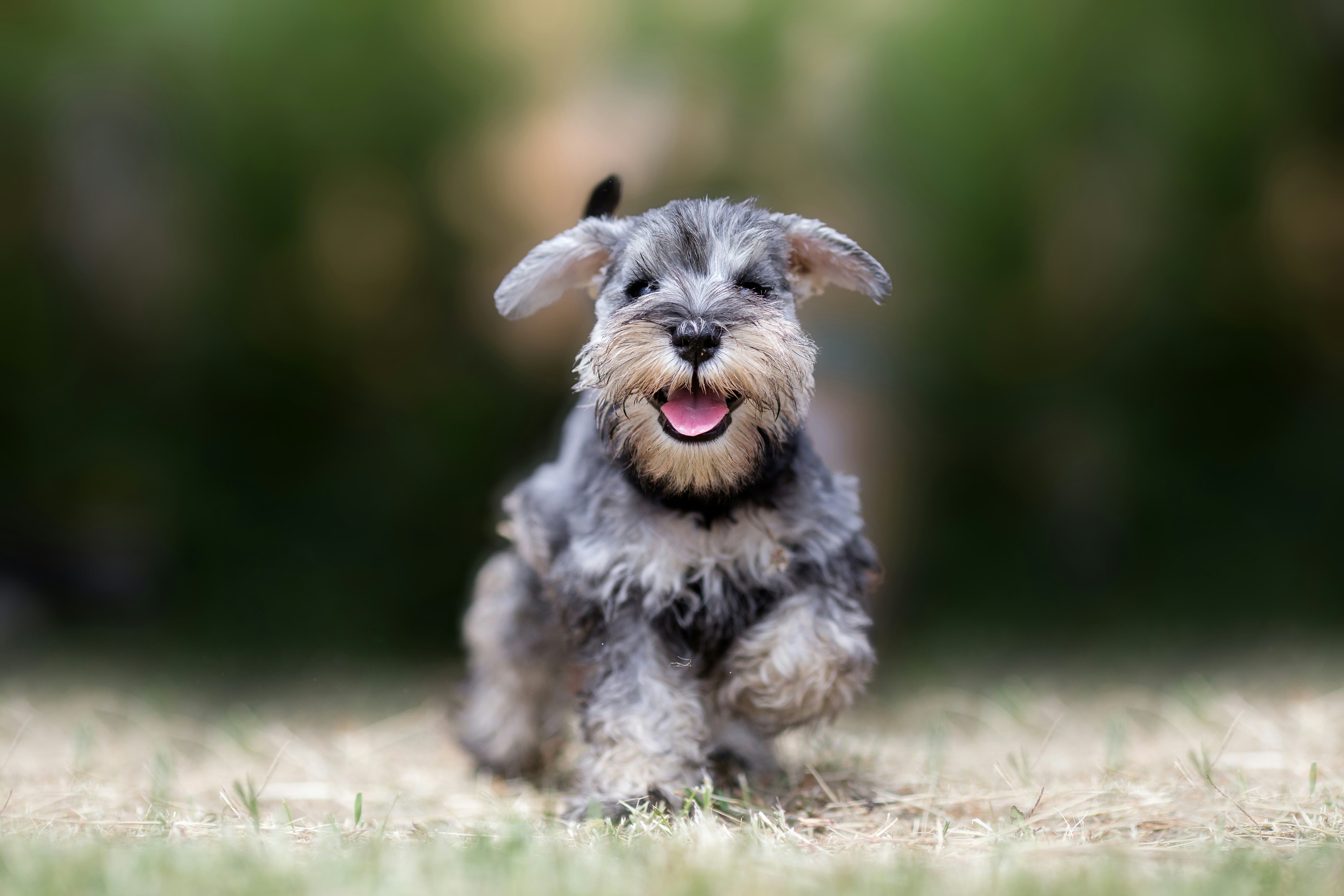 Small grey and white Schnauzer walking on the grass