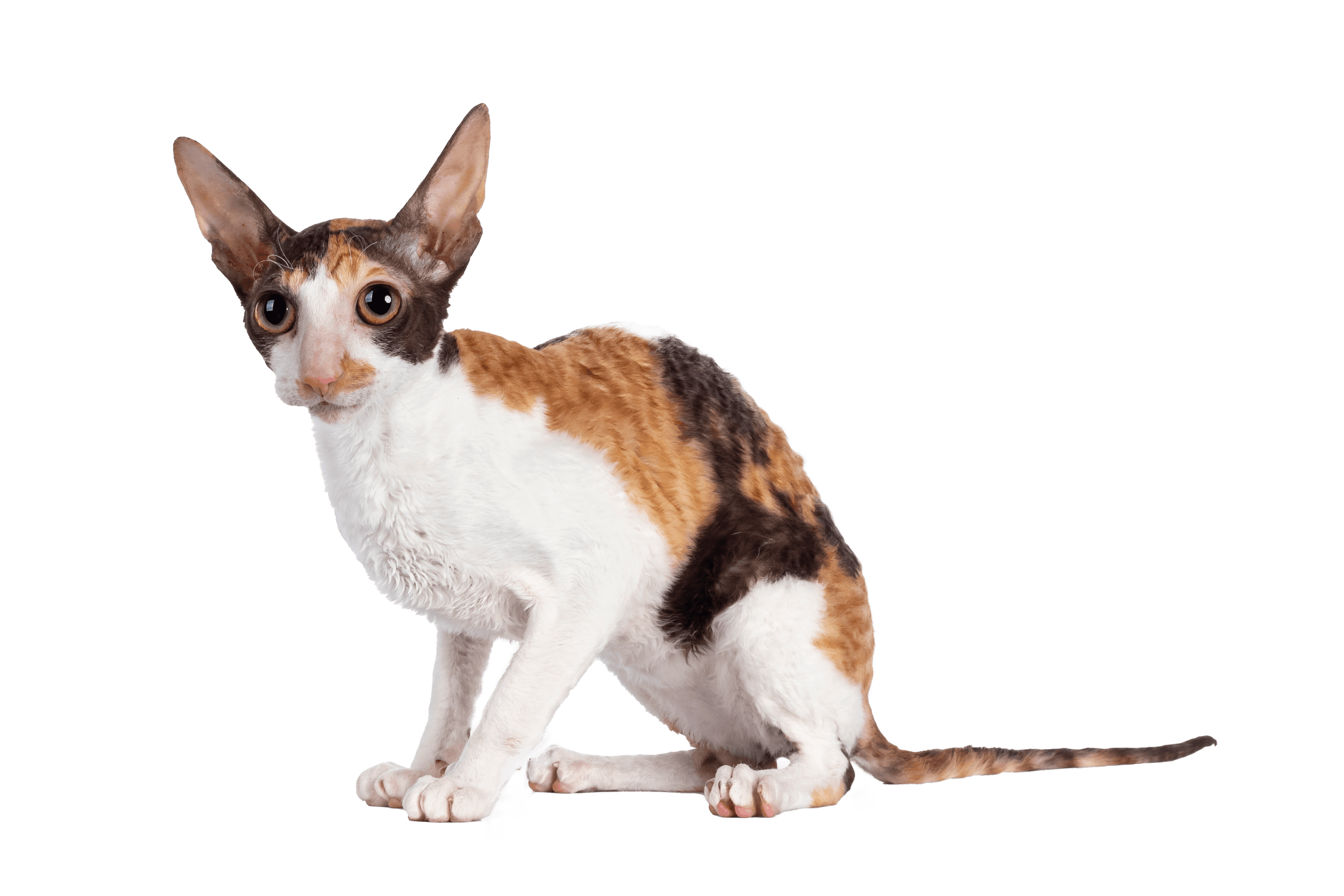 small brown white and black cornish rex