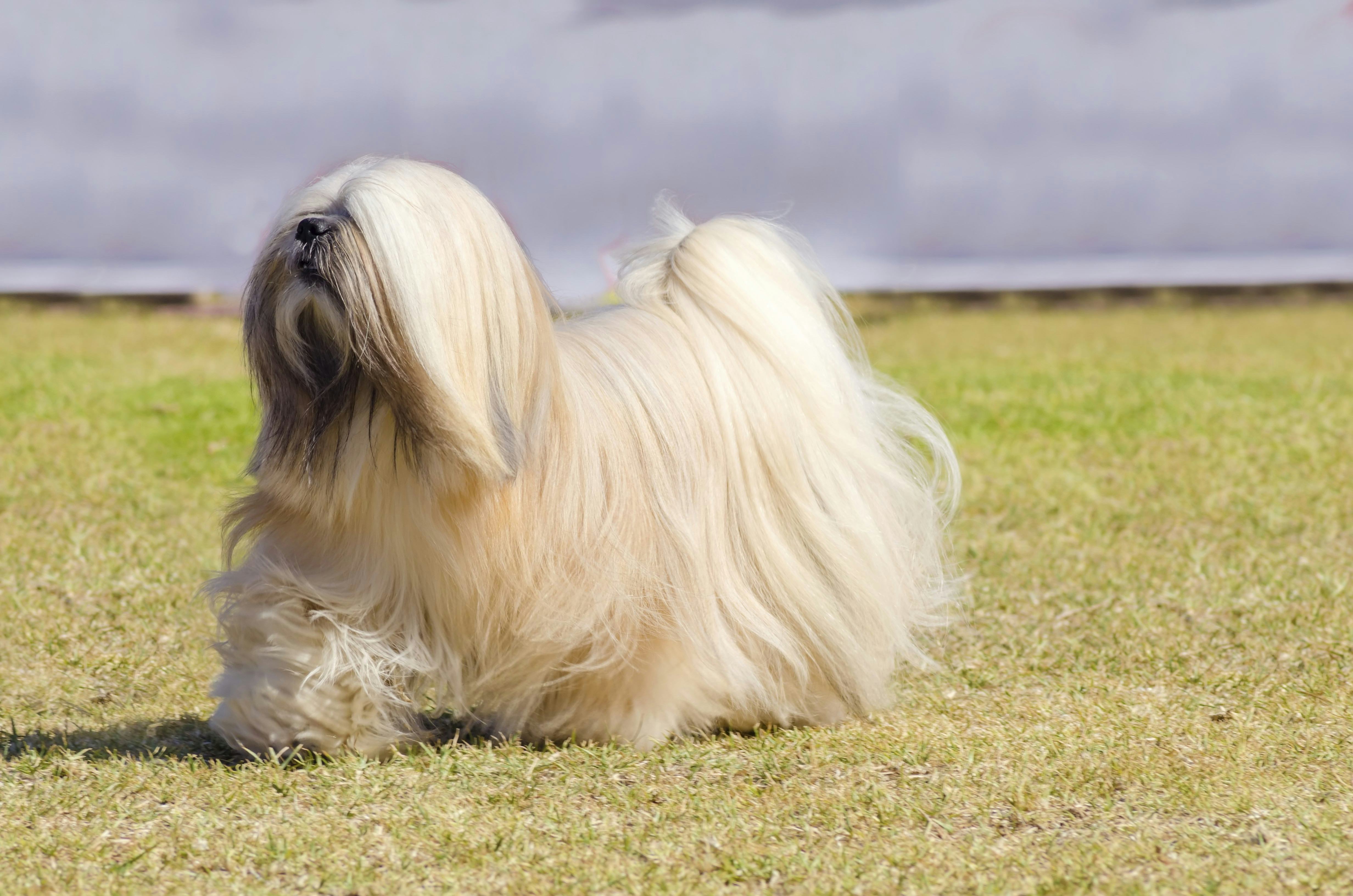 medium breed lhasa apso long white coat walking on the grass