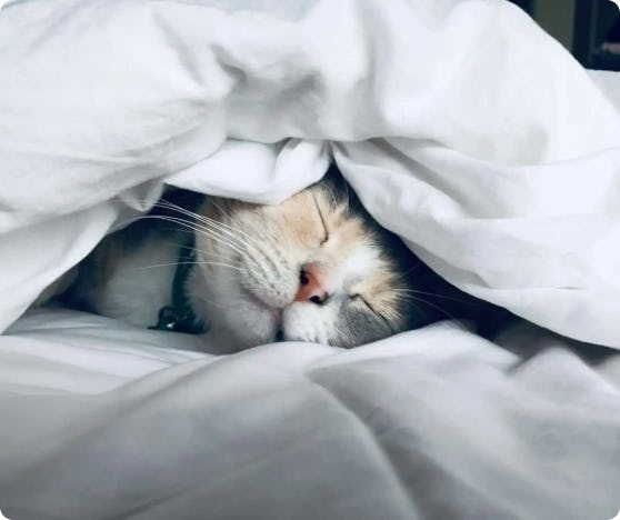 A cat sleeping under a blanket