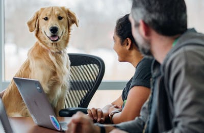 A dog in an office with people