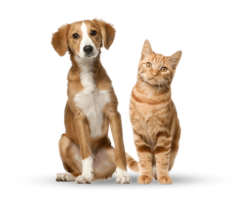 Dog and cat sitting beside each other