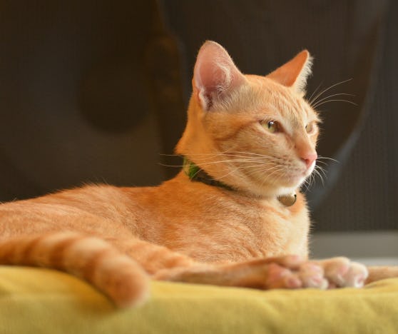 A cat lounging with it's eyes half open