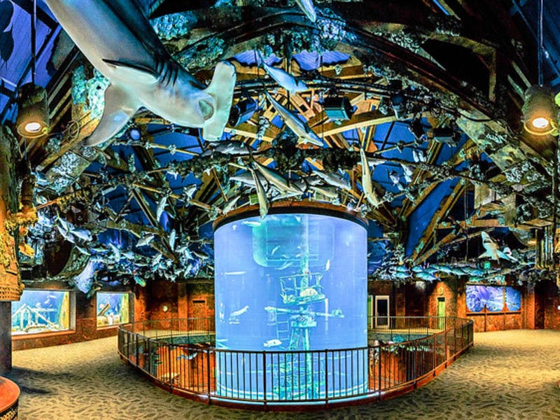 Wonders of Wildlife National Museum and Aquarium Opens September 21 ... - Accb4f24b3e9066293849e5aDb576f271632424b WonDers Of WilDlife   Shipwreck Reef Xl