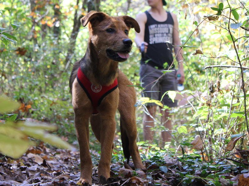 DogFriendly Springfield Springfield Missouri Travel & Tourism