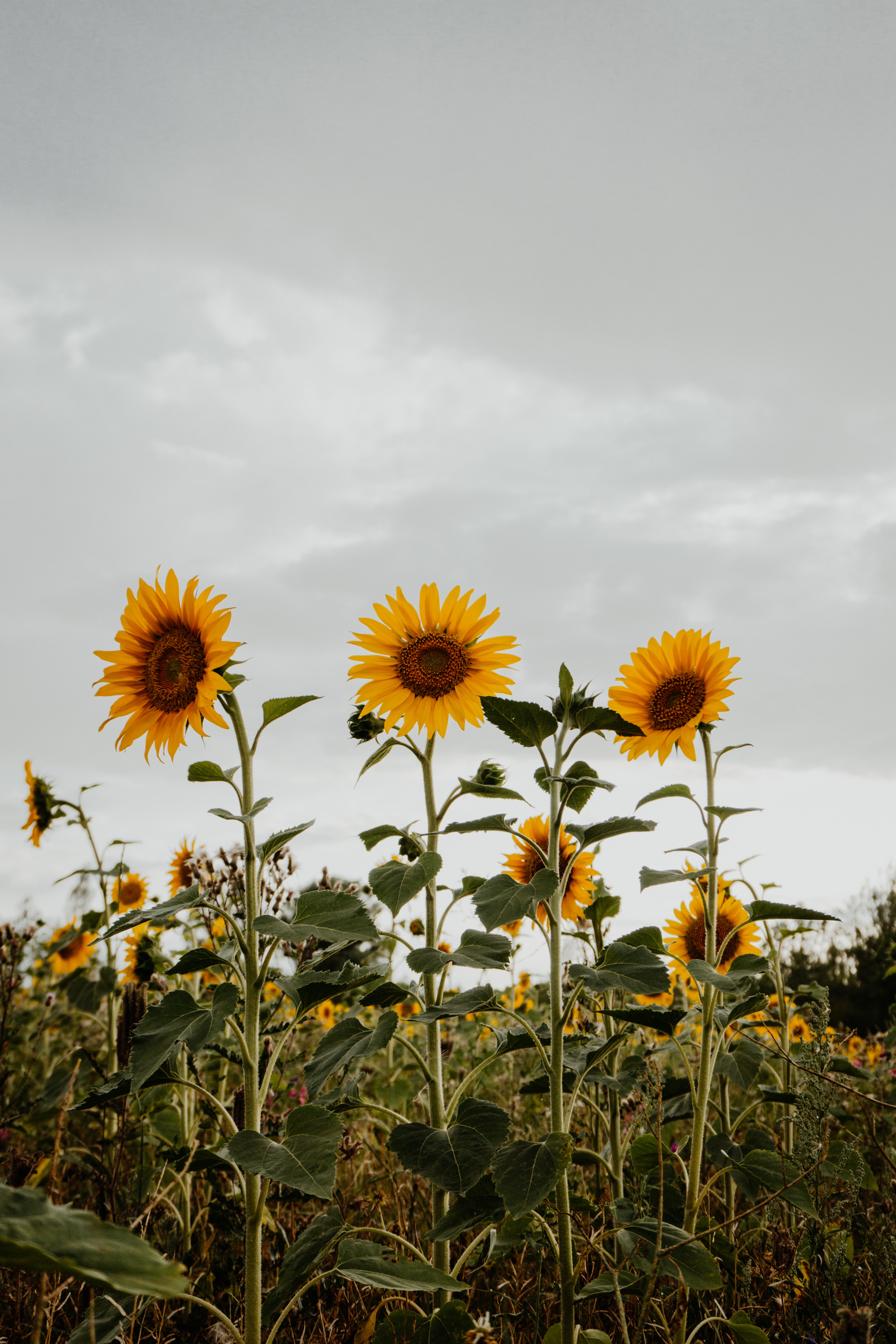 You Have To Visit This Missouri Sunflower Field Next To A Winery