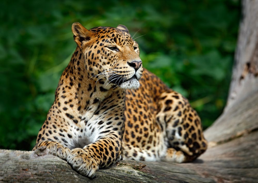 Le léopard sri-lankais