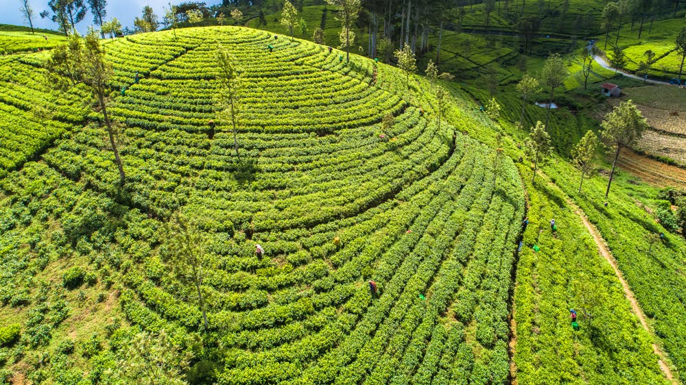 plantation de thé vert Lipton Sri Lanka
