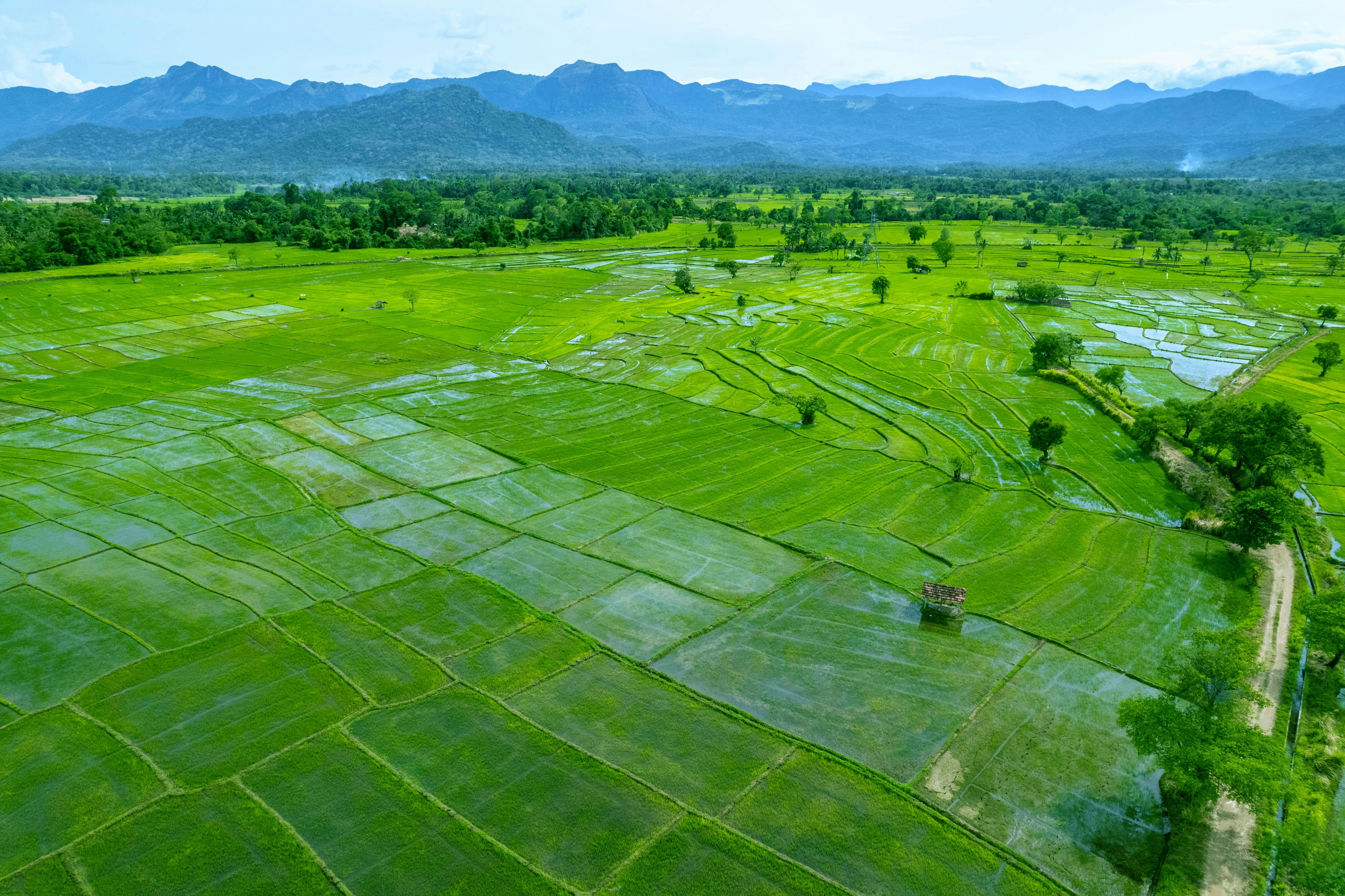 Rice fields in Sri Lanka.
